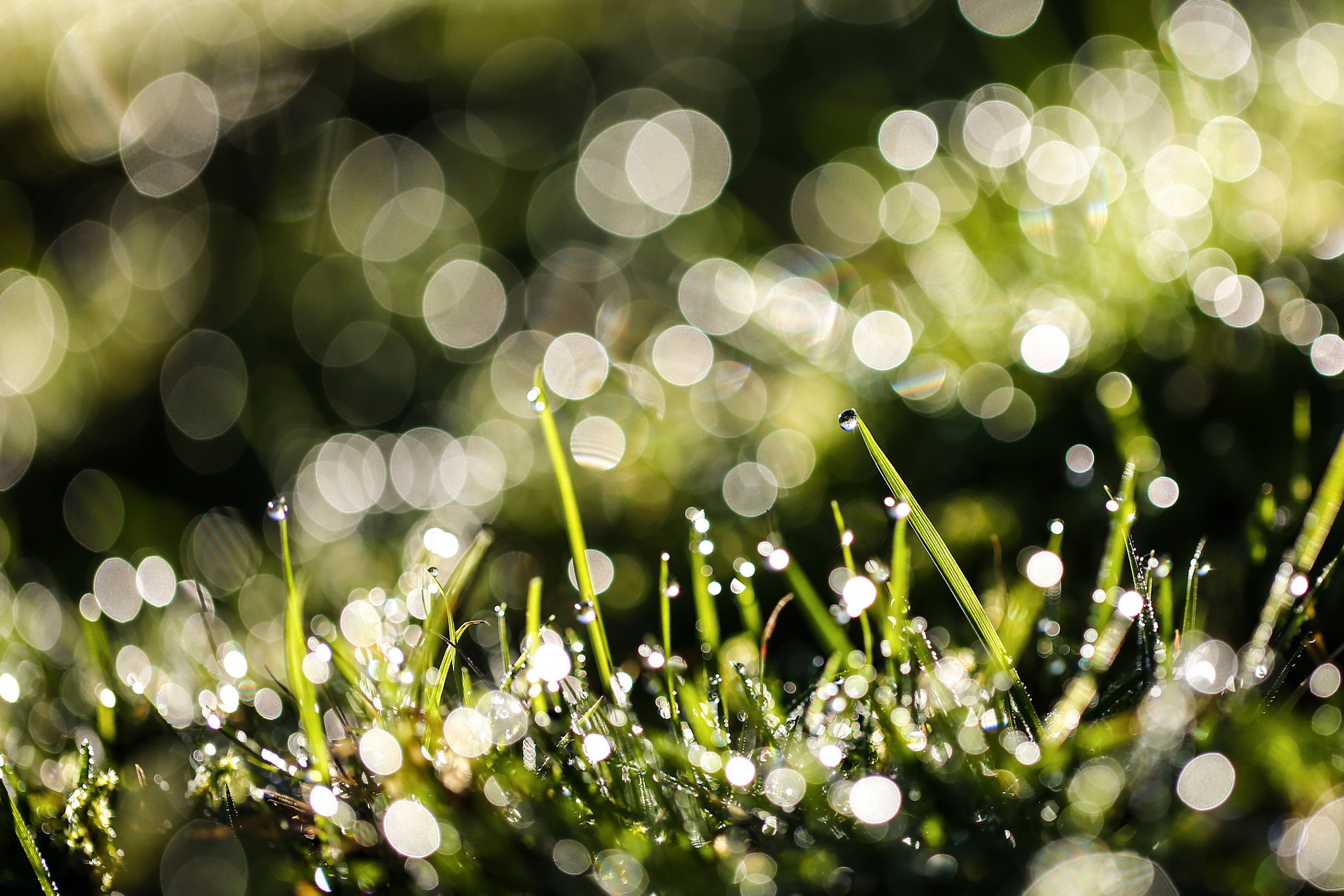 Dew drops on grass blades with bokeh background HD Wallpaper