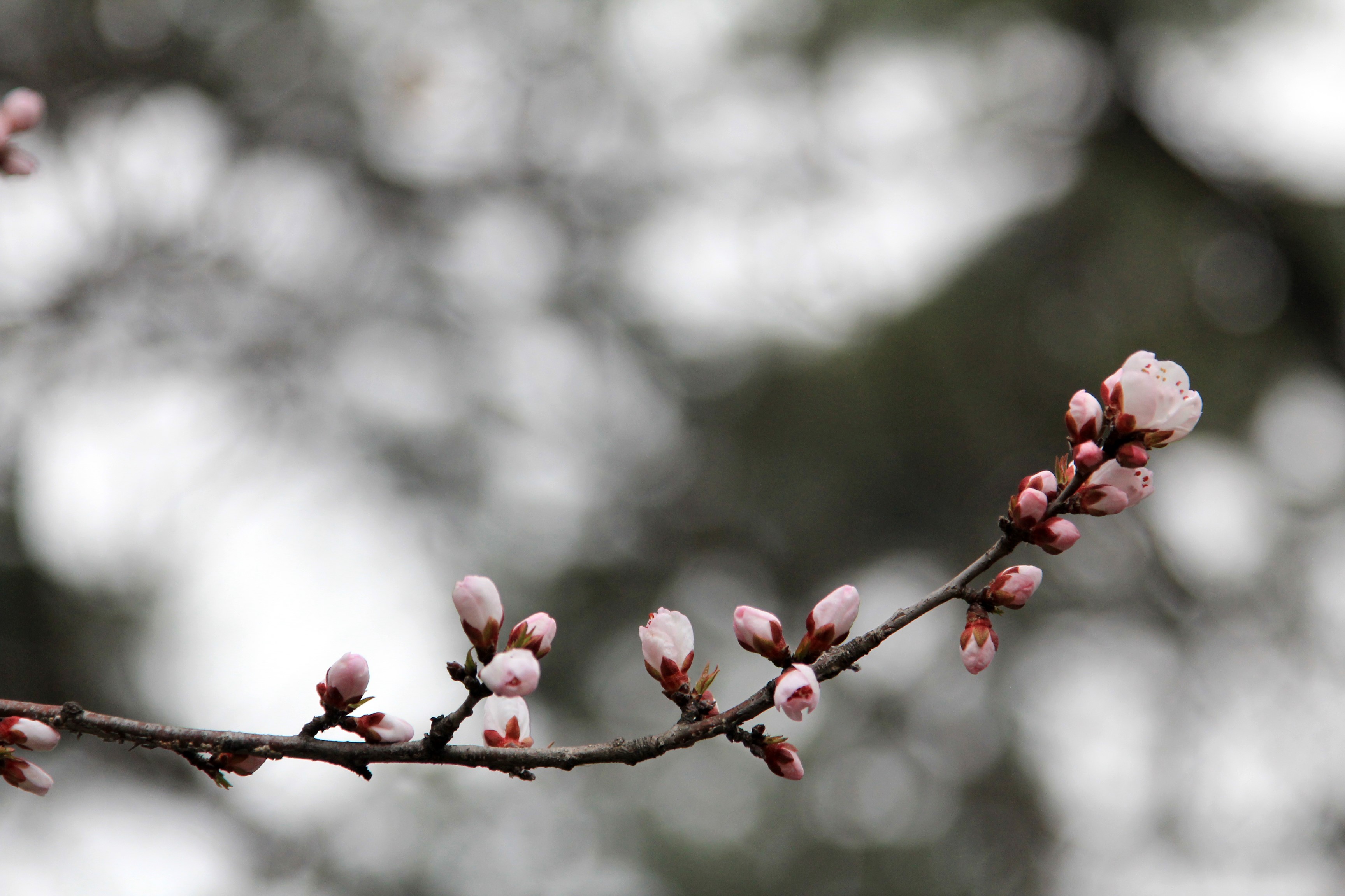 Branch with pink plum blossoms HD Wallpaper