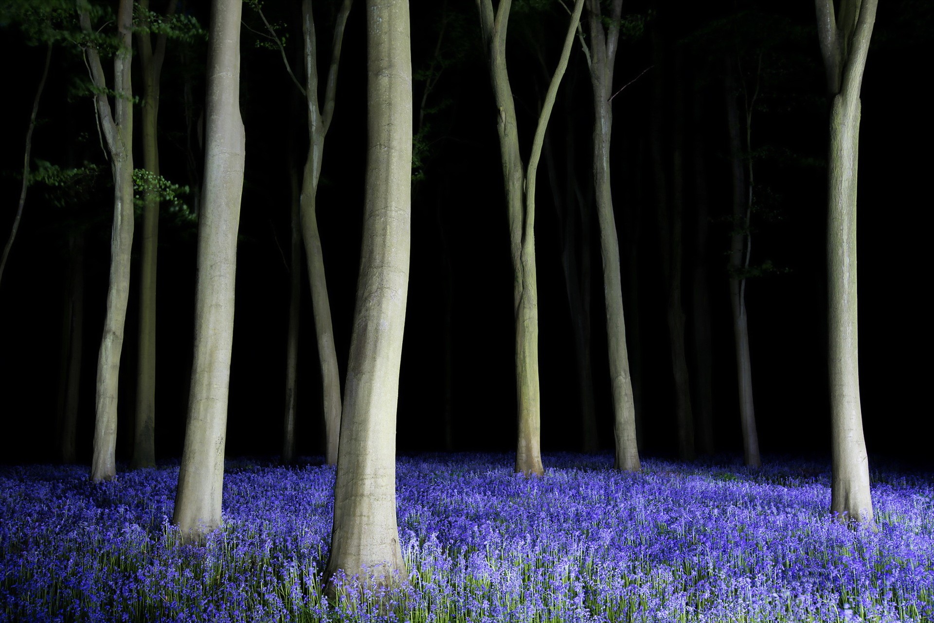 Bluebell woods at night with illuminated trees HD Wallpaper