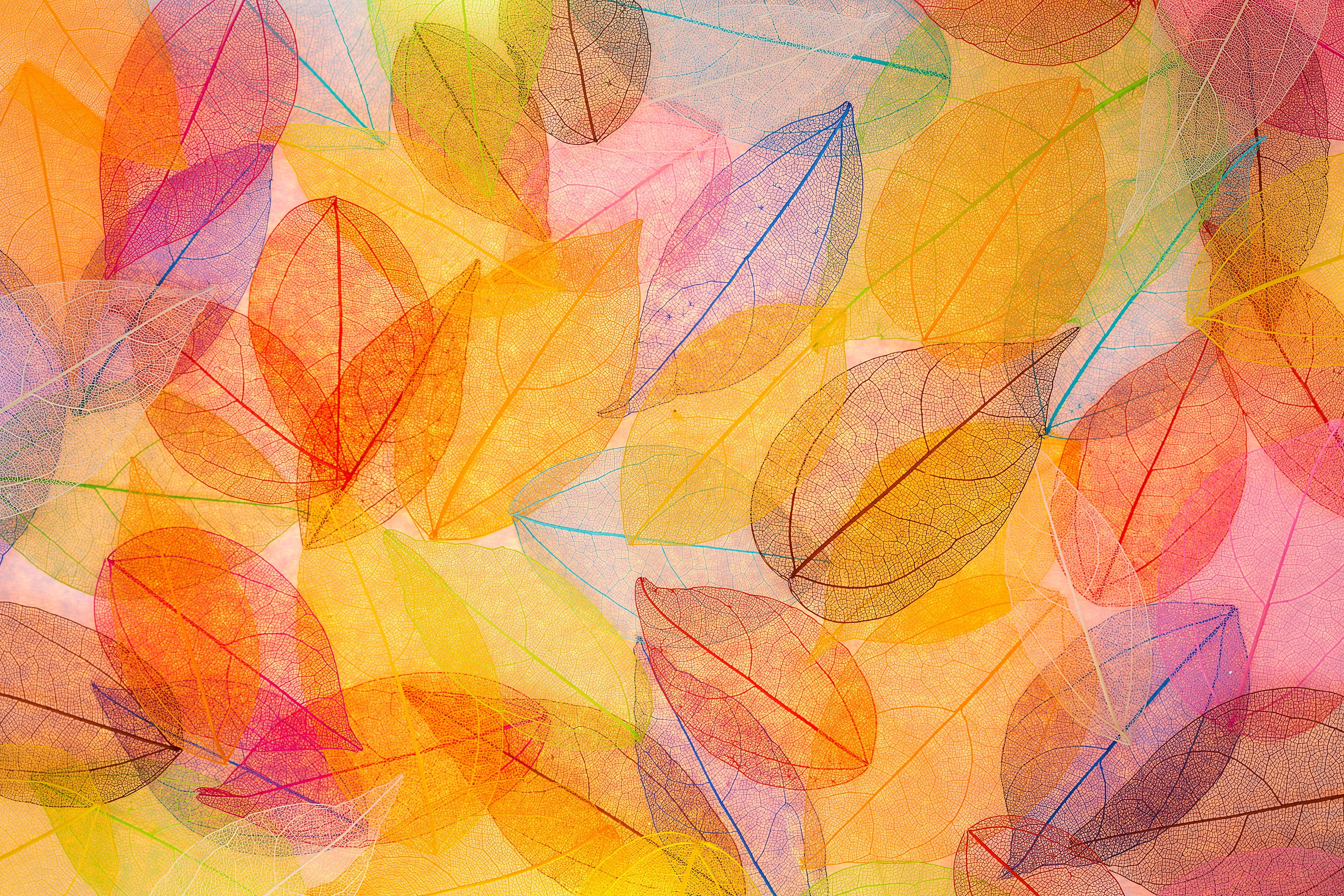 4K Autumn Foliage Skeleton Leaves HD Wallpaper