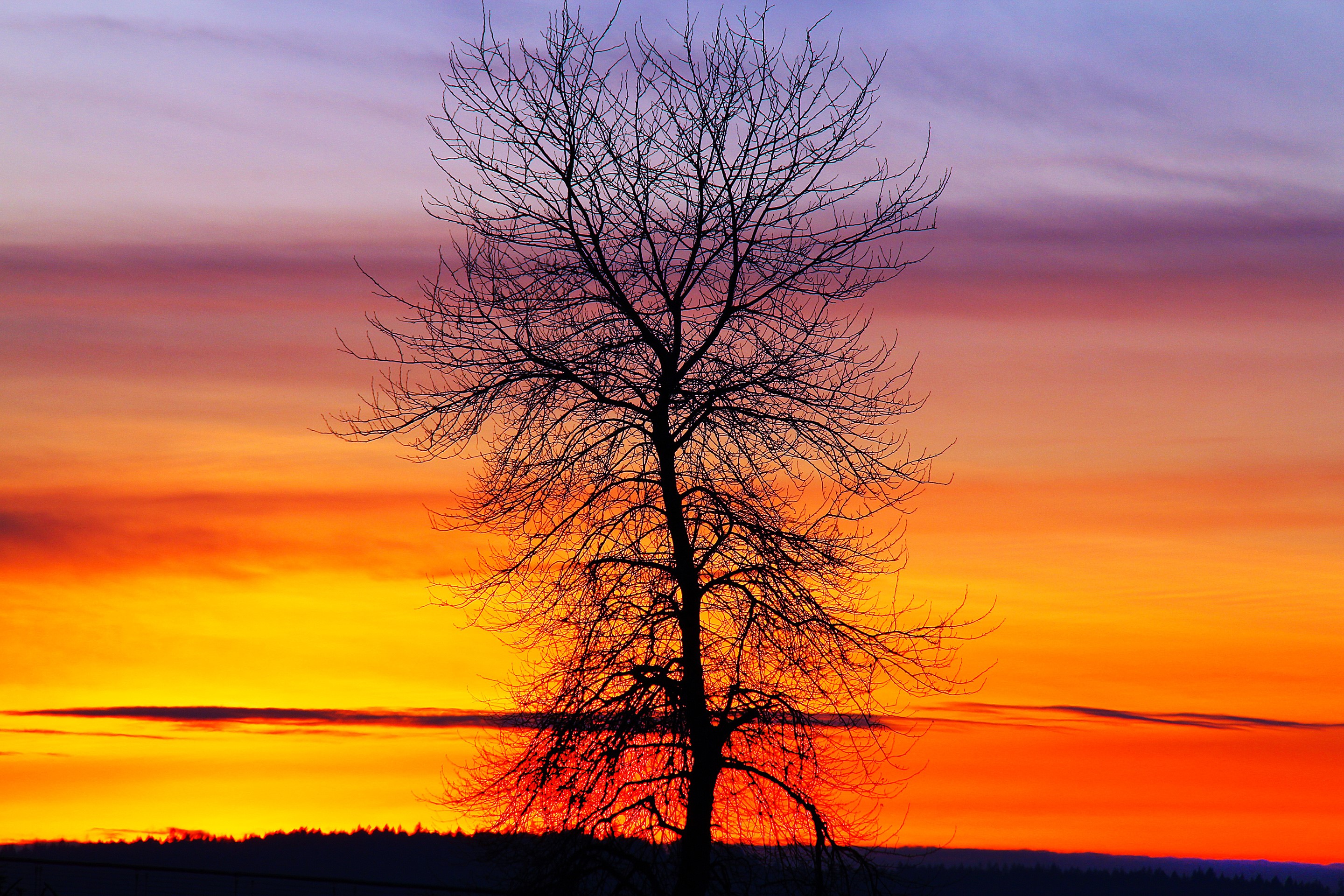 Bare tree silhouette against a colorful sunset sky HD Wallpaper