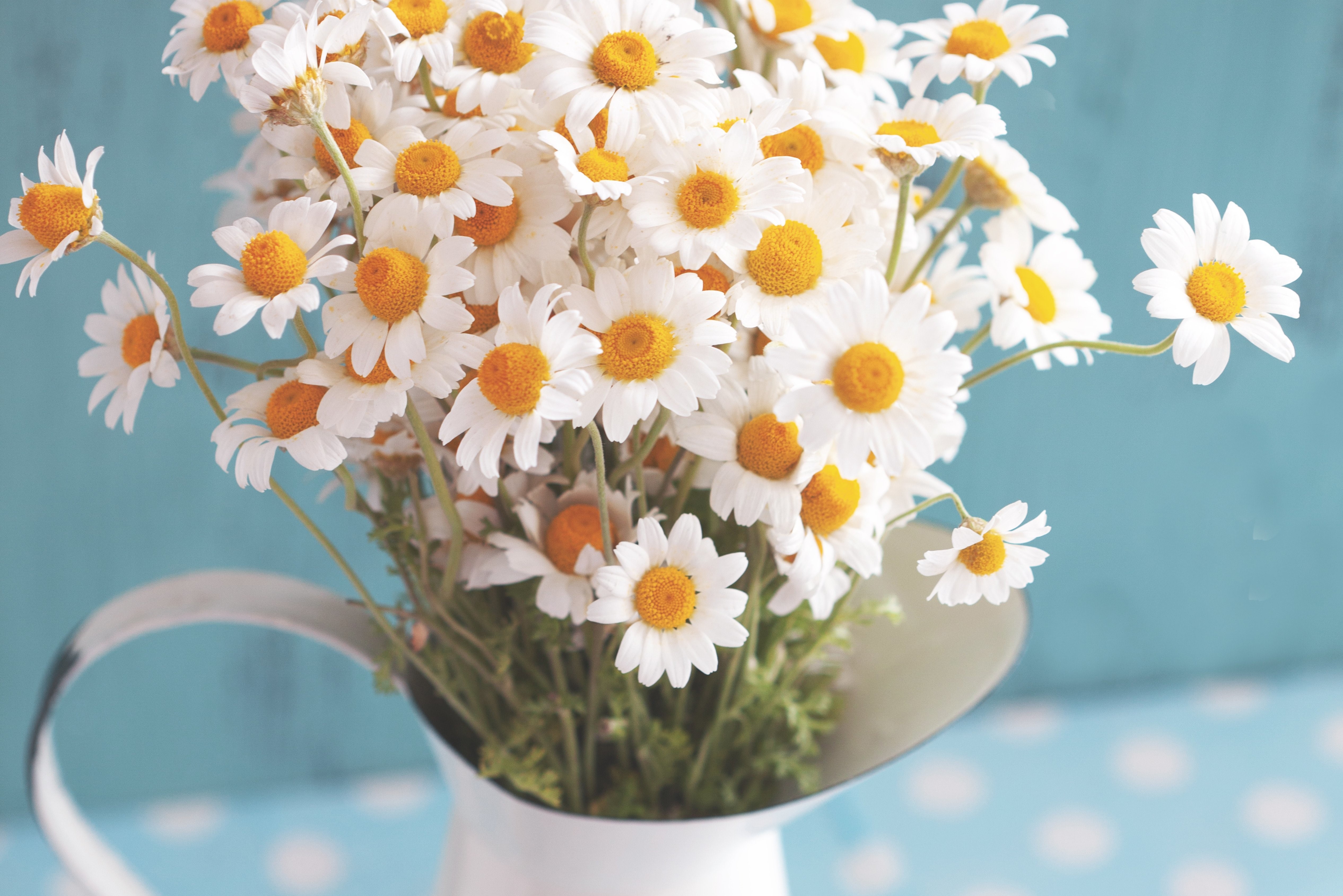 Bouquet of white daisies in a white pitcher HD Wallpaper