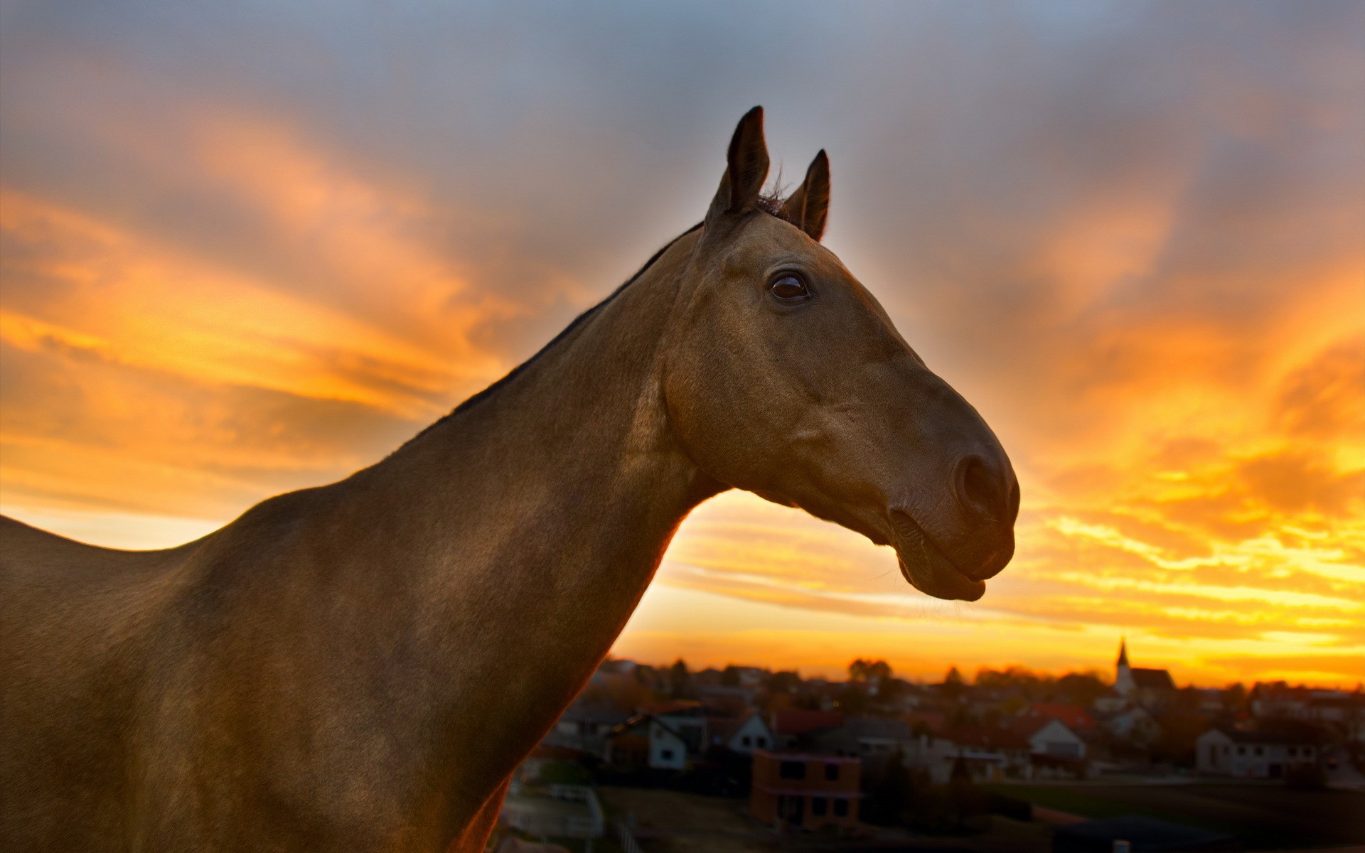 Horse against a dramatic sunset sky HD Wallpaper