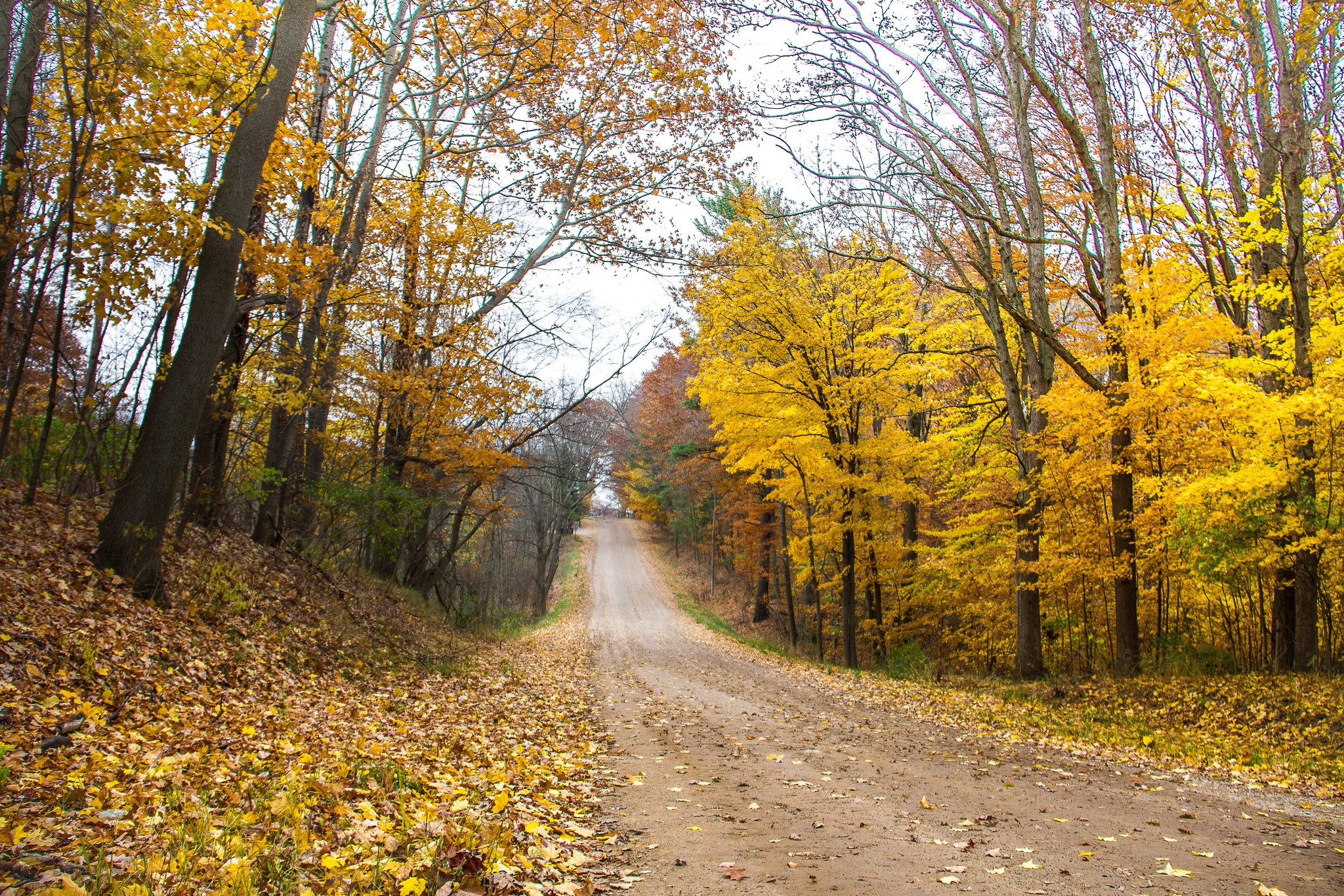 Dirt road through autumn forest with fallen leaves HD Wallpaper