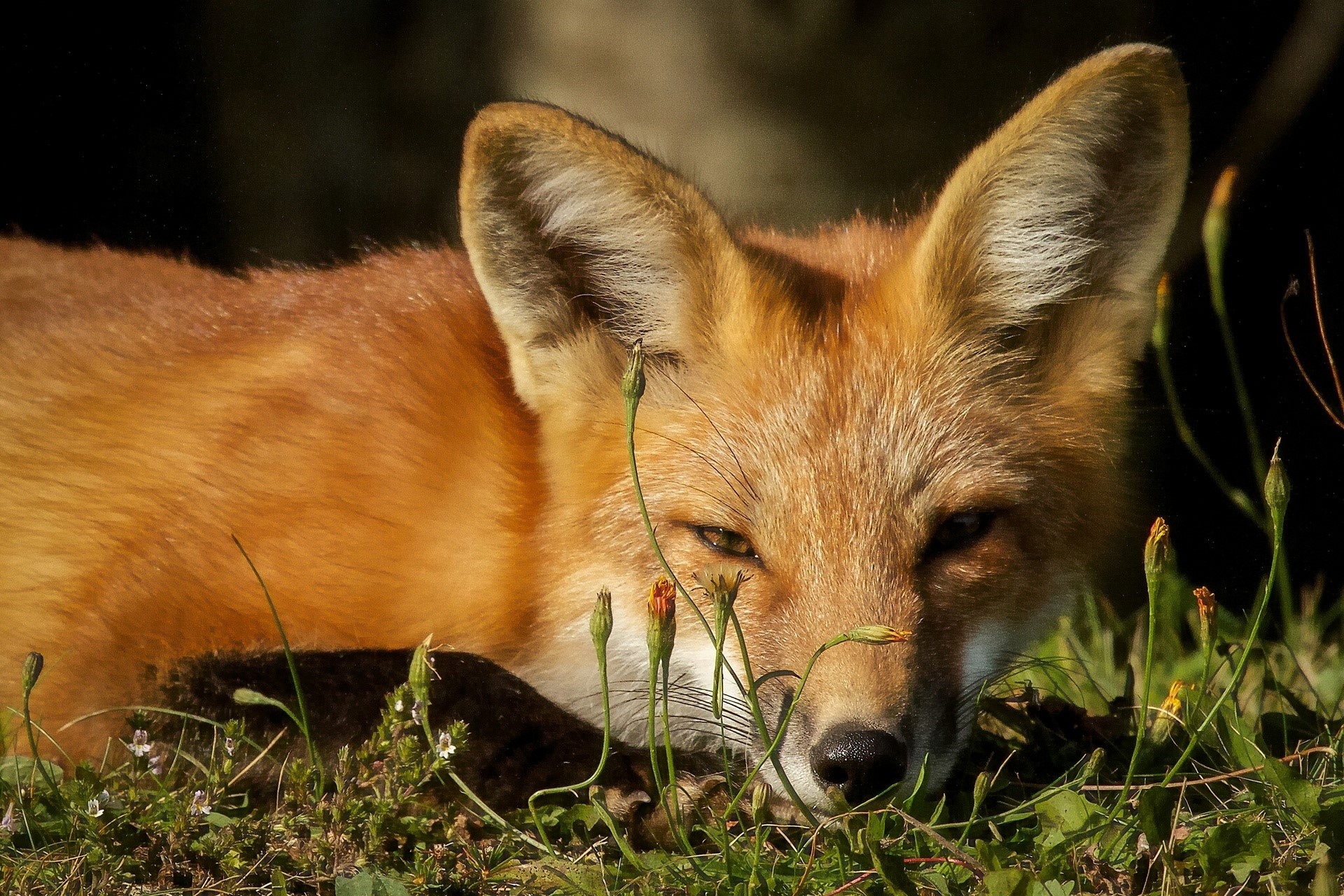 Close-up of a red fox lying in grass HD Wallpaper