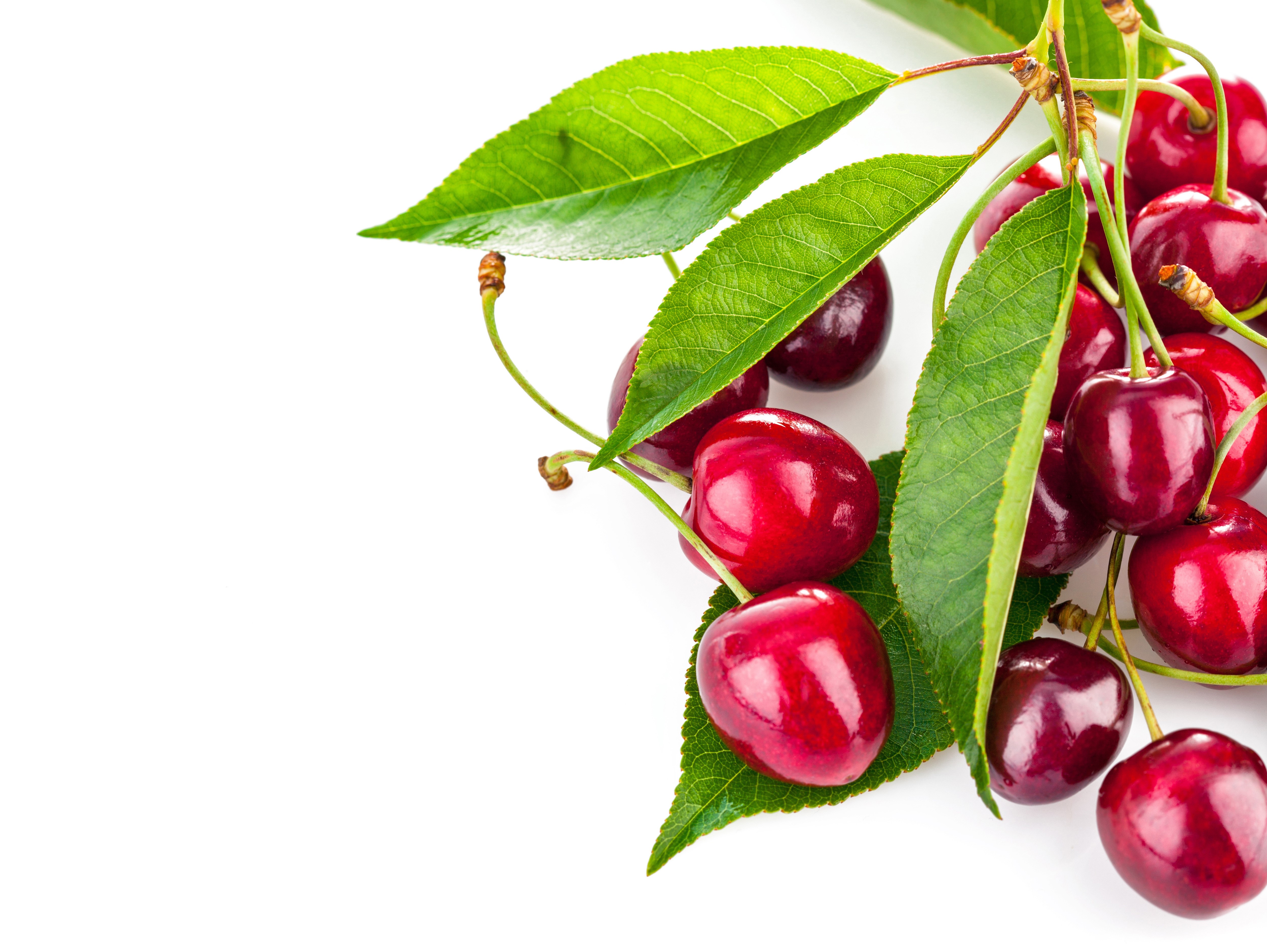 Red Cherries with Green Leaves HD Wallpaper