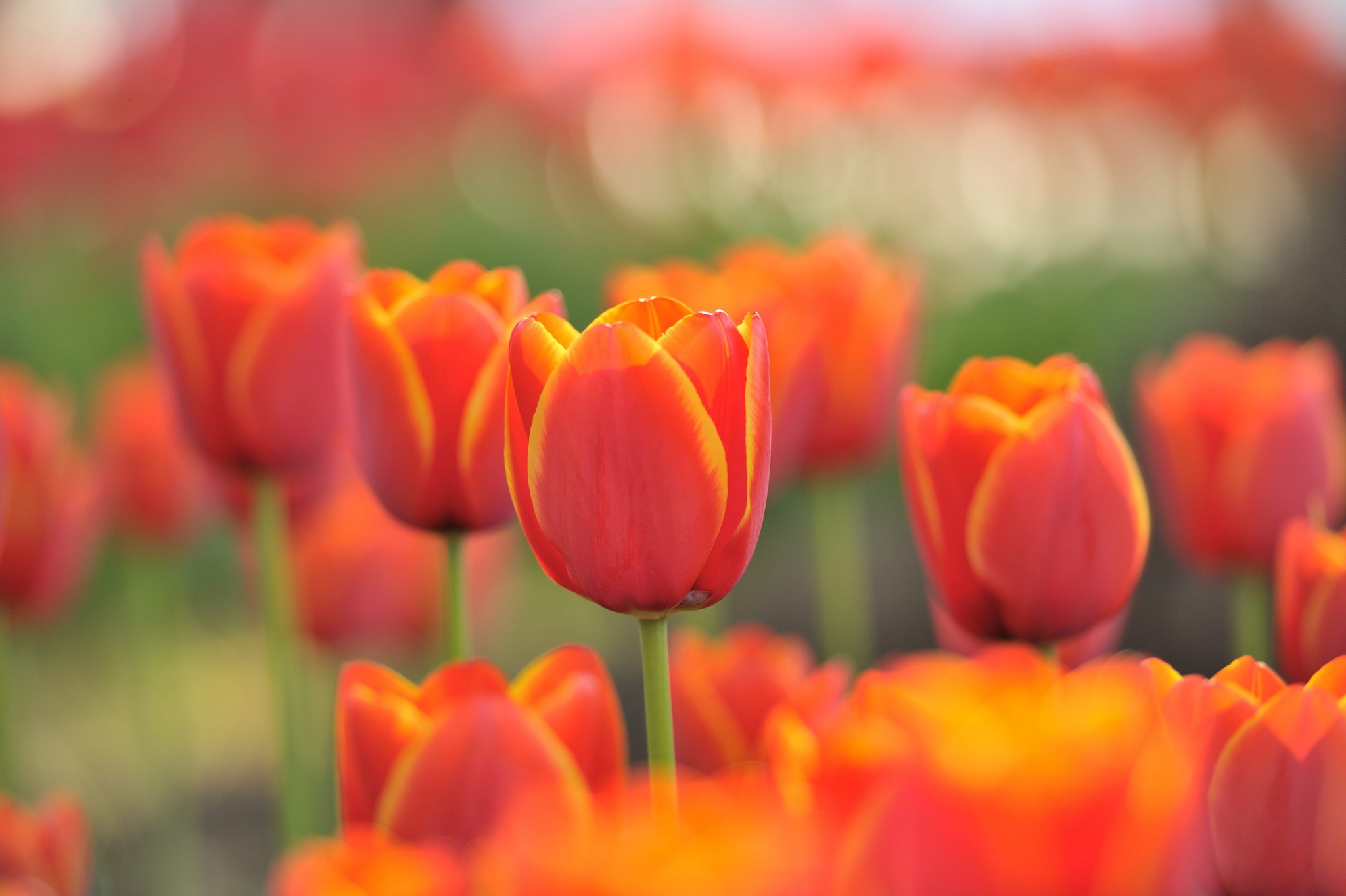 Field of Red and Yellow Tulips HD Wallpaper