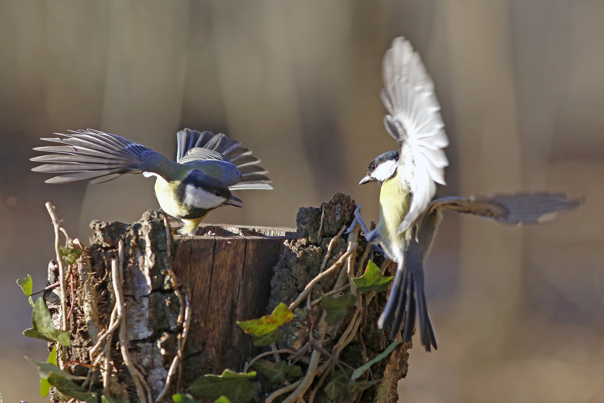 Two Great Tits on a Tree Stump HD Wallpaper
