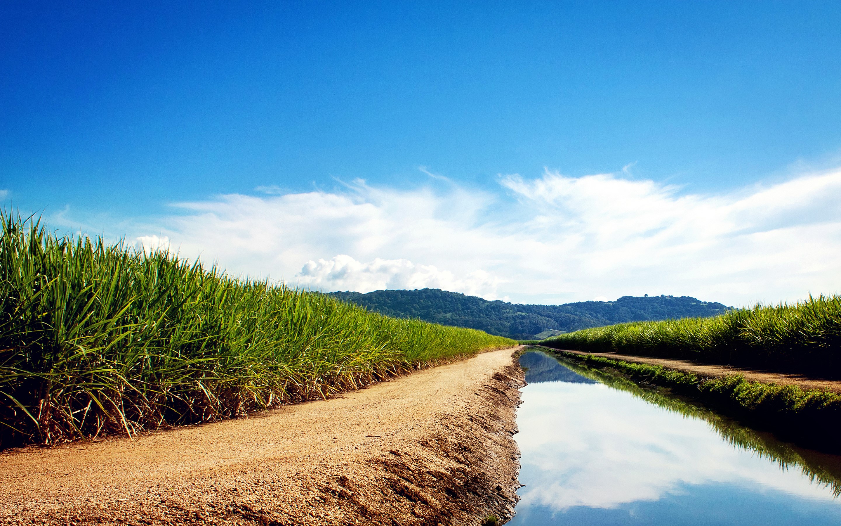 Dirt road between sugarcane fields and canal under blue sky HD Wallpaper