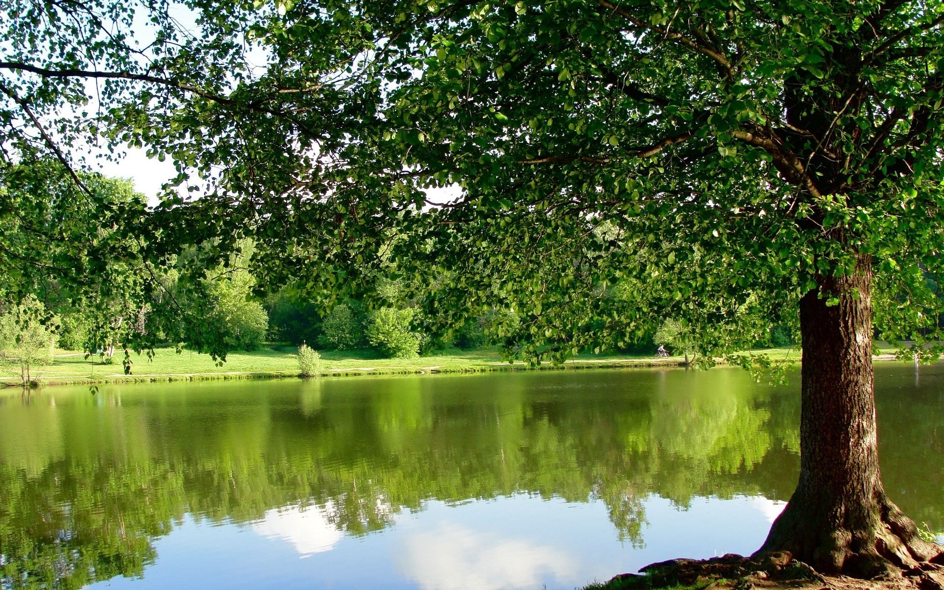 Tree by a lake with reflections HD Wallpaper