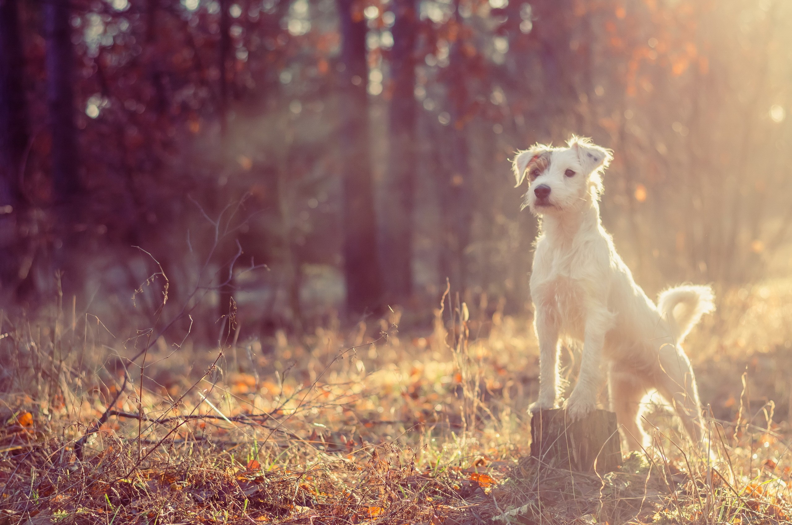 Jack Russell terrier dog in a forest HD Wallpaper