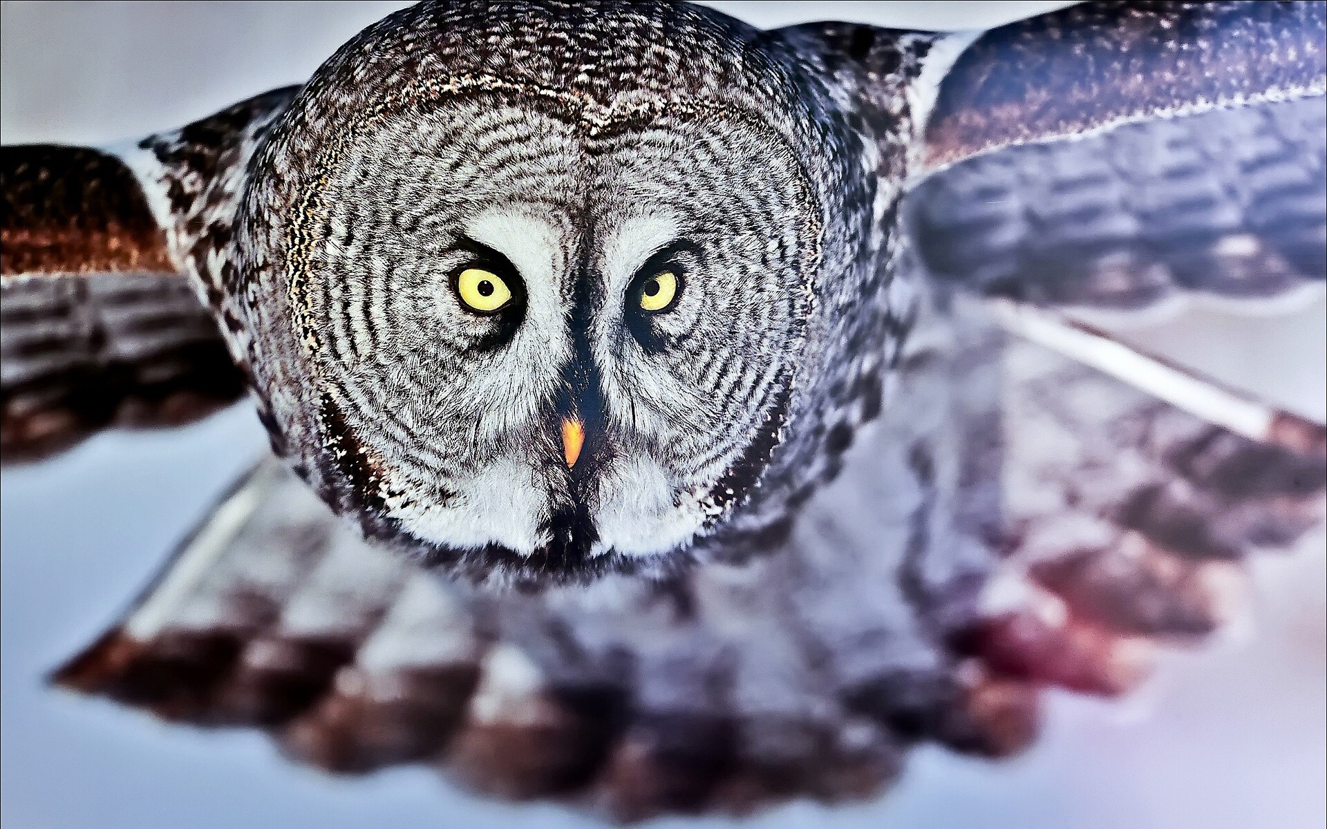Great Grey Owl in flight HD Wallpaper