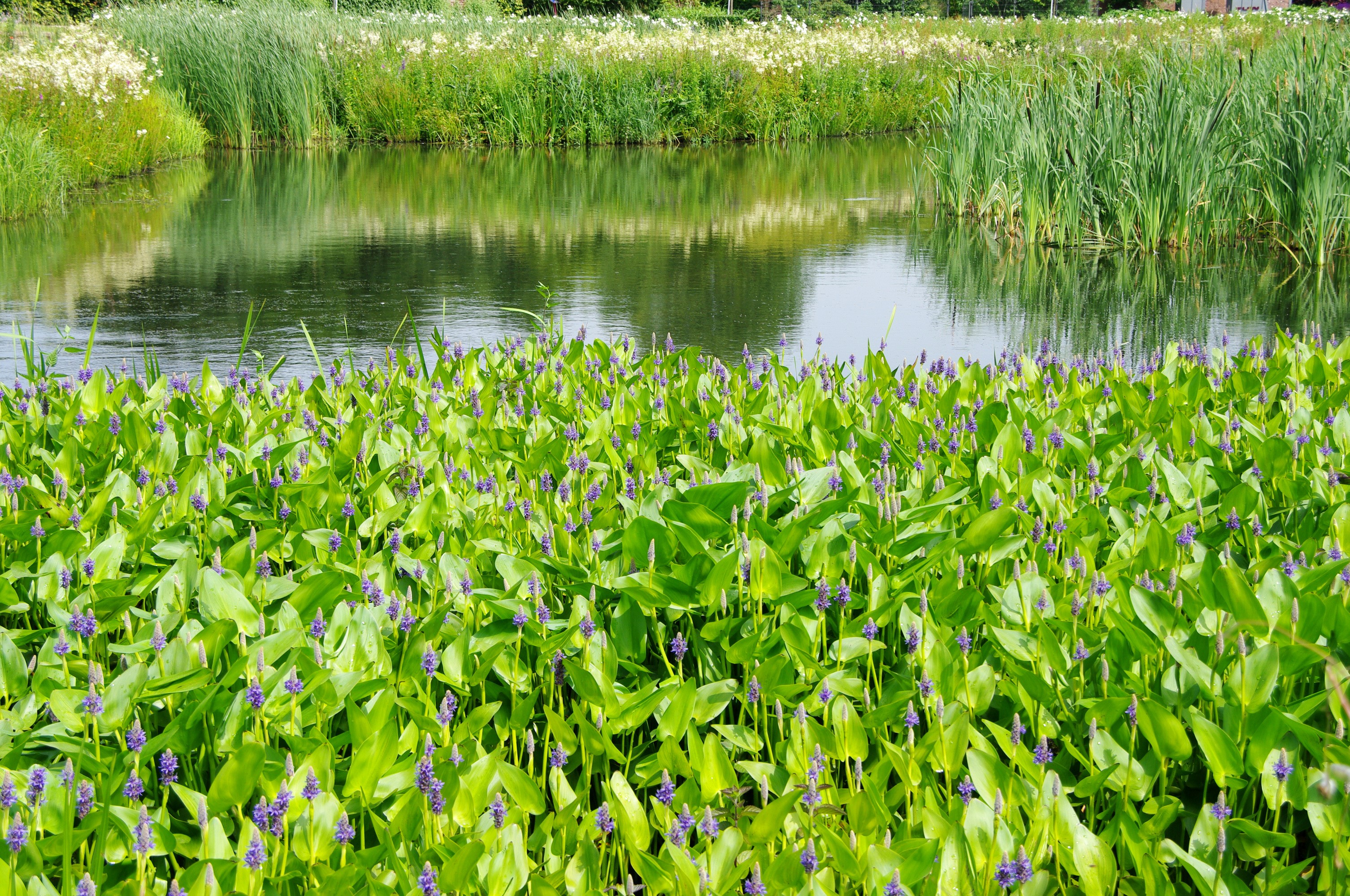 Water plants with purple flowers in a pond HD Wallpaper