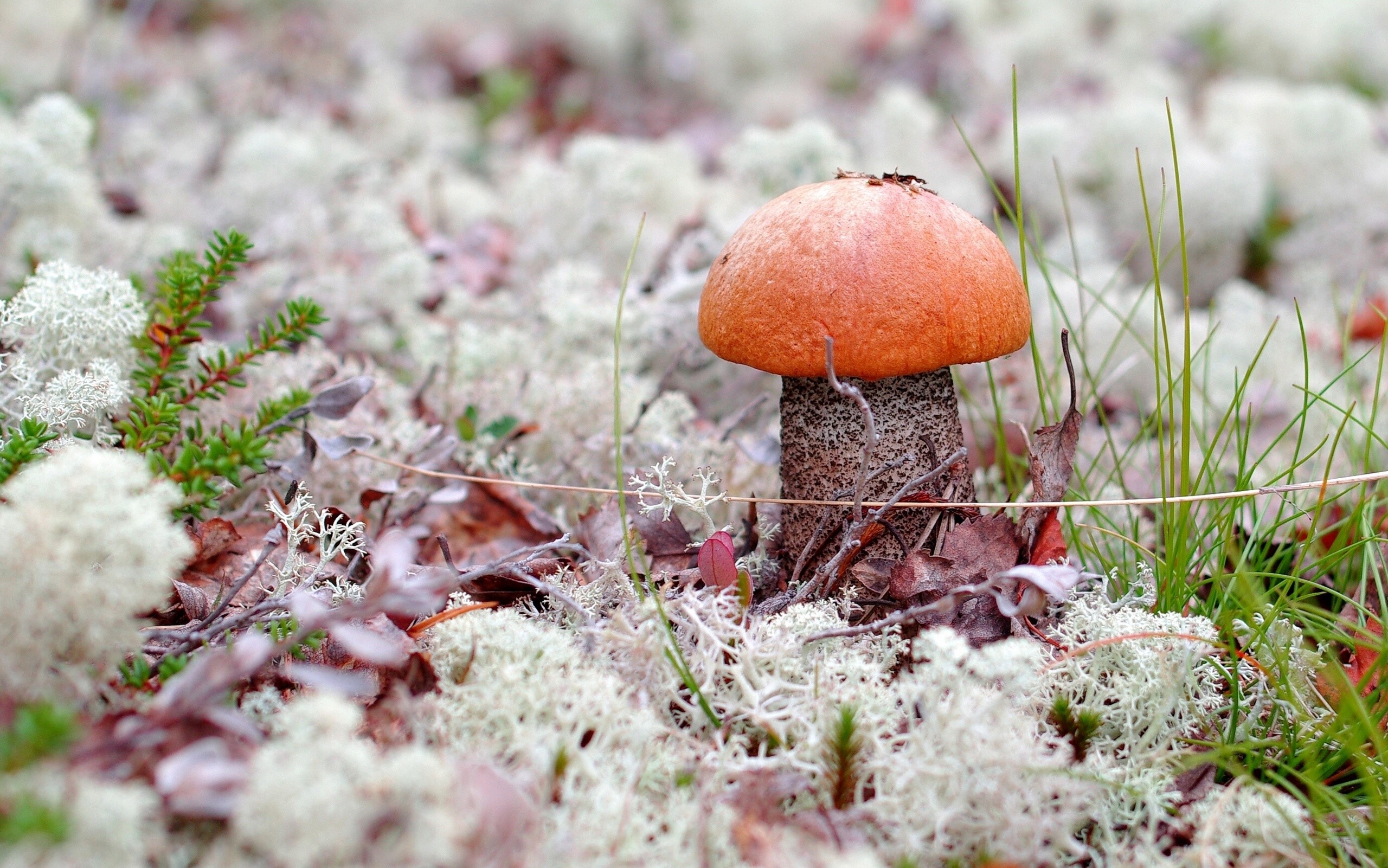Orange-capped mushroom in mossy forest floor HD Wallpaper