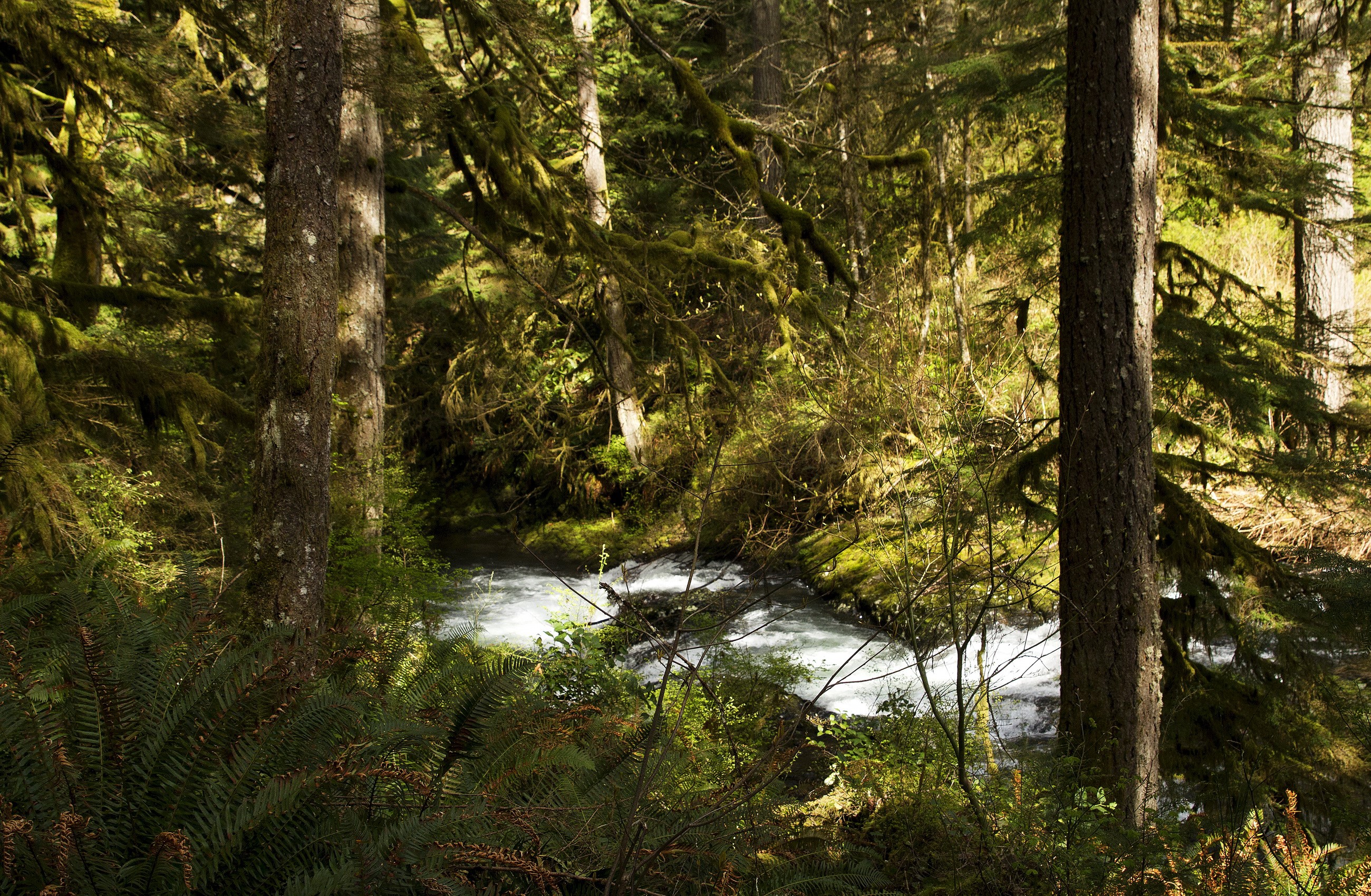 River flowing through a moss-covered forest in Silver Falls National Park HD Wallpaper