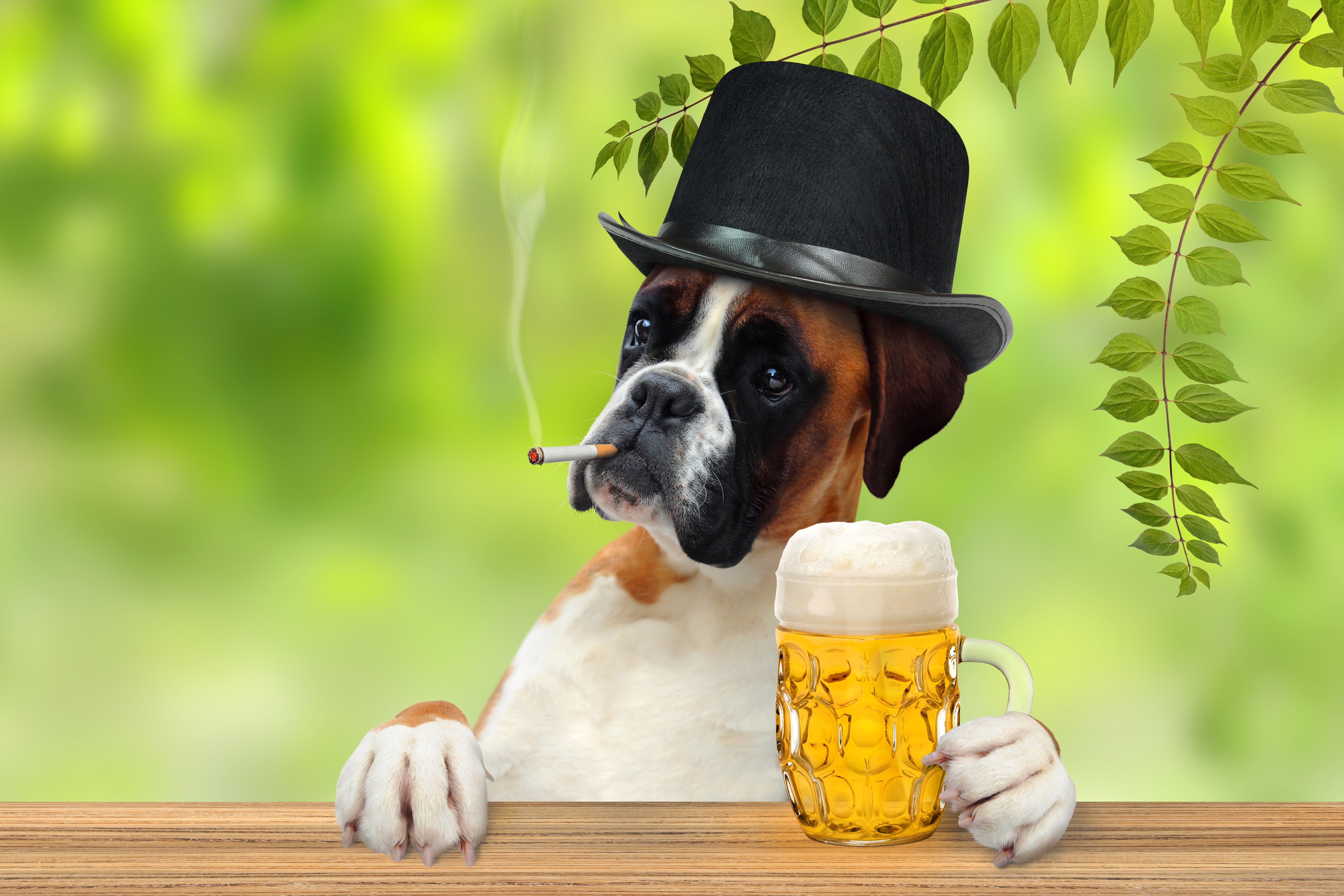 Boxer dog wearing a hat with a beer and cigarette HD Wallpaper
