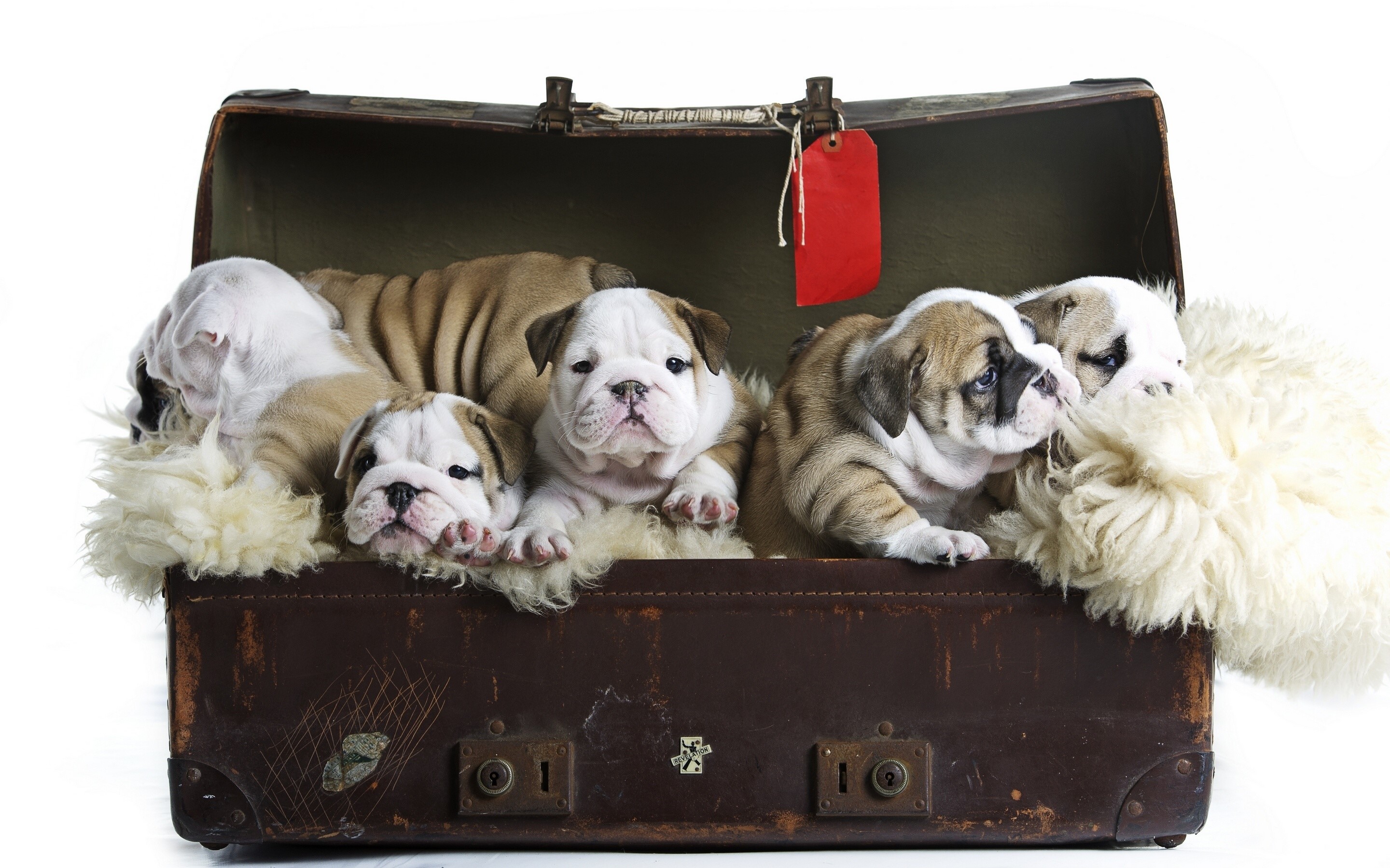 Bulldog puppies in an open suitcase HD Wallpaper