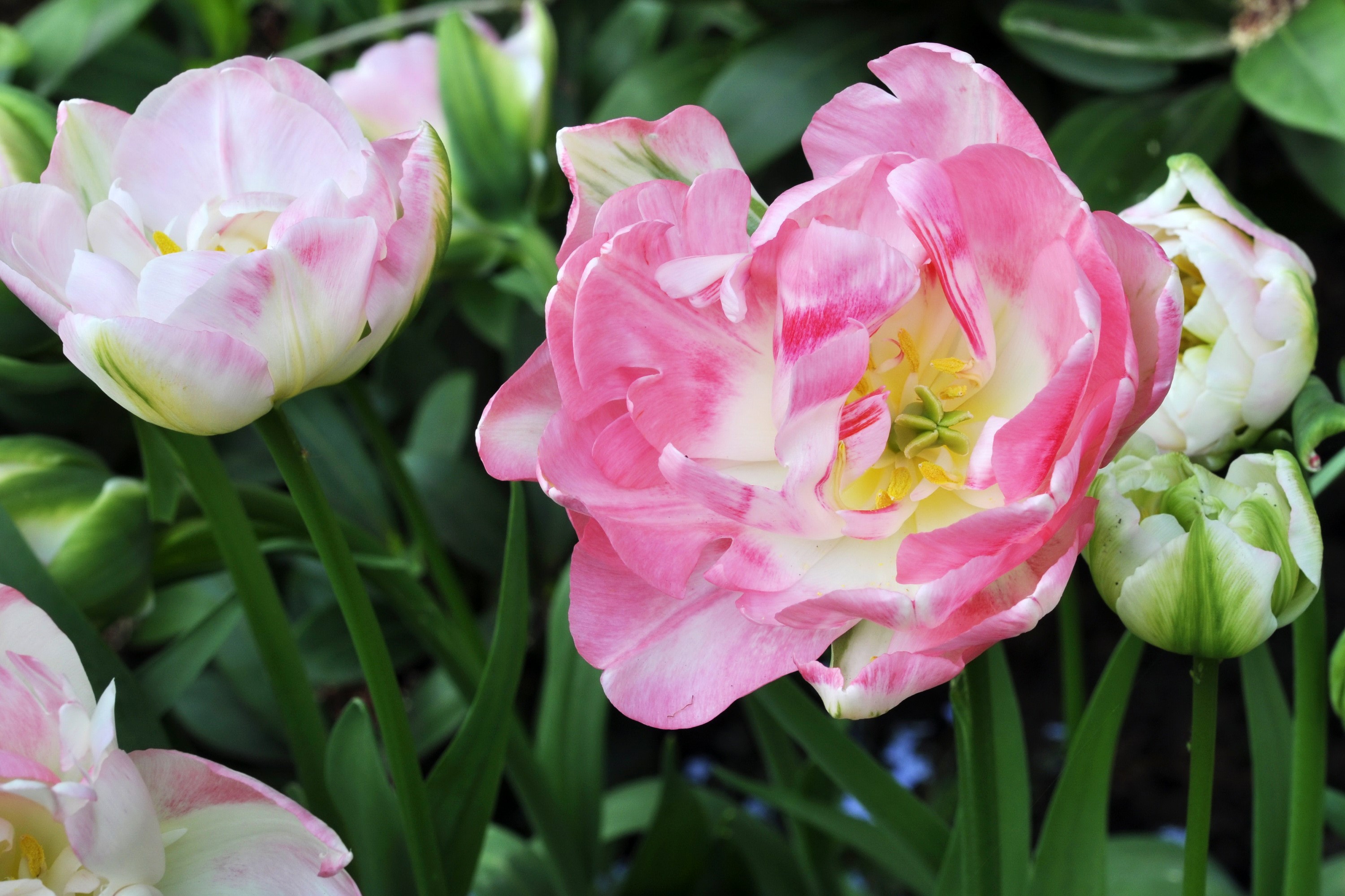 Pink and white Angelique tulips blooming HD Wallpaper