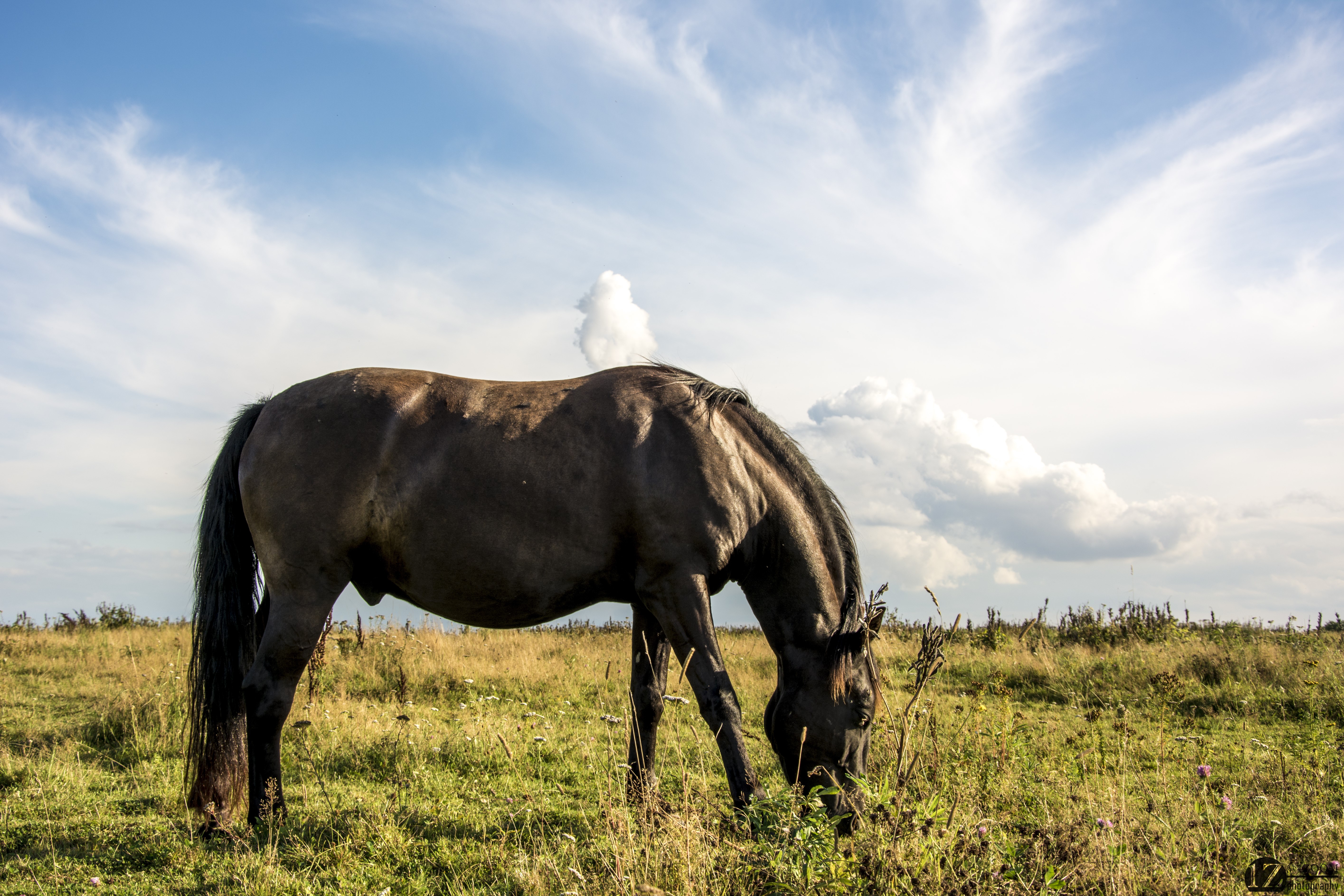 Horse grazing in a grassy field under a cloudy sky HD Wallpaper