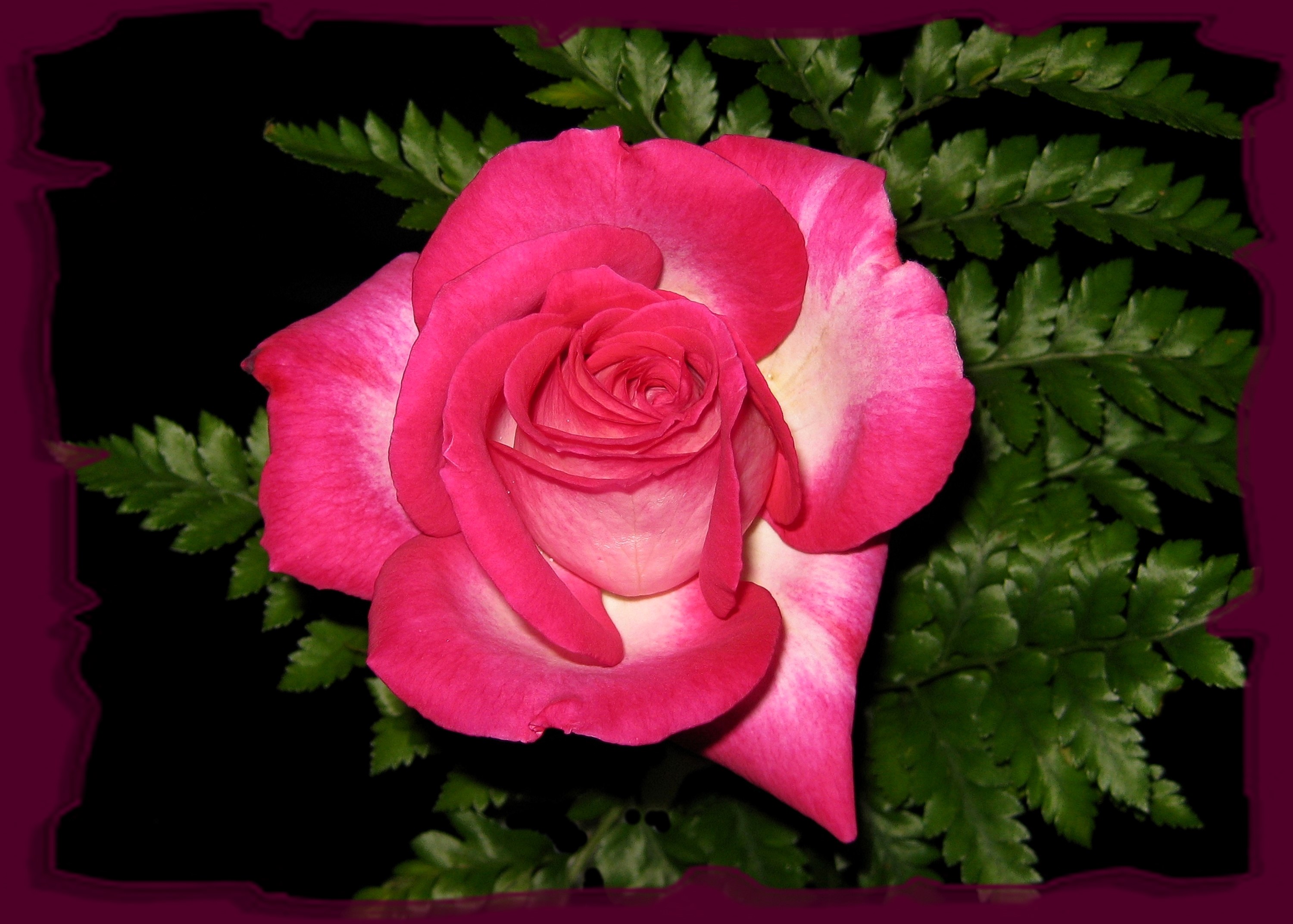 Pink rose with green fern leaves HD Wallpaper