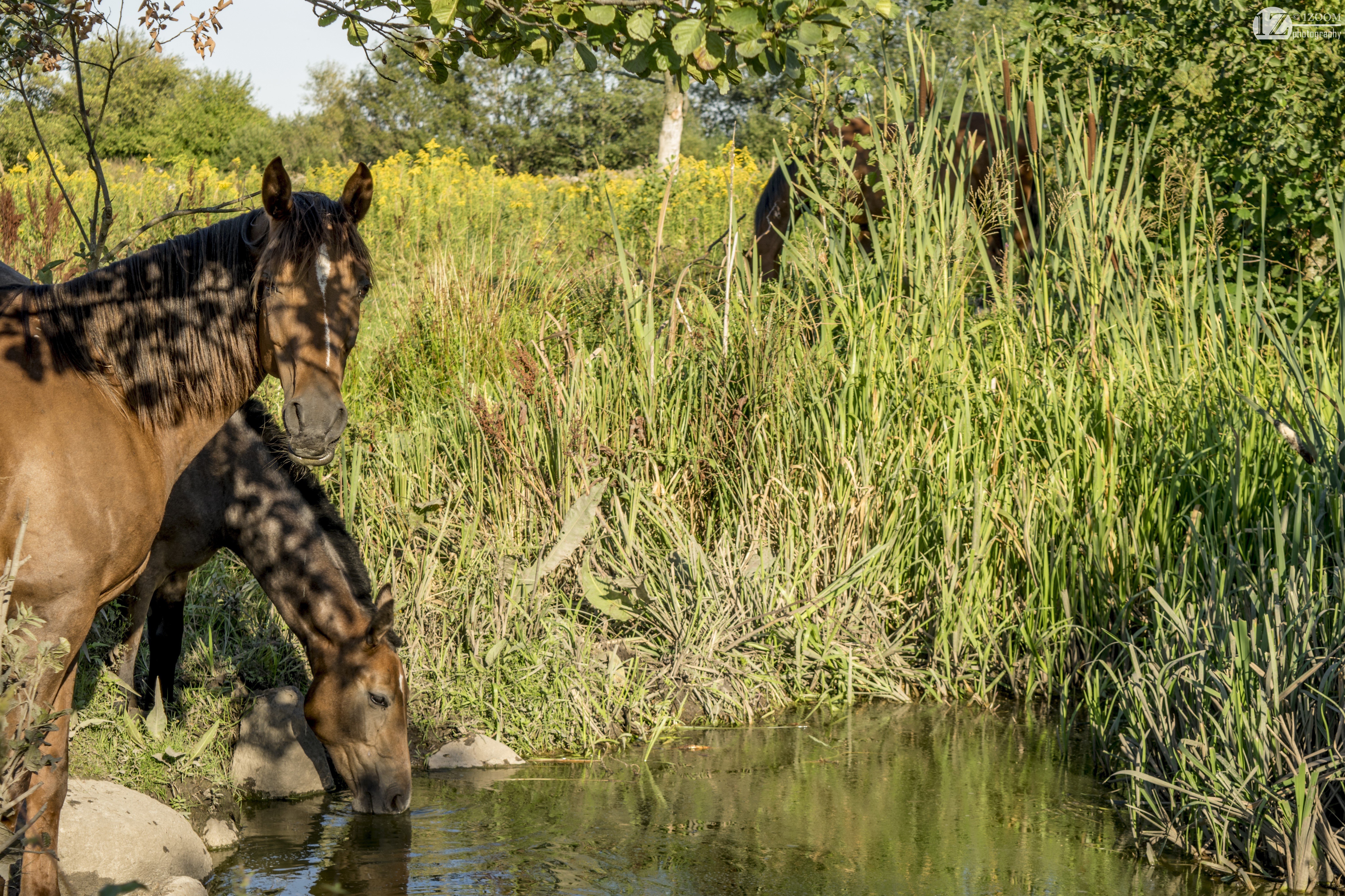 Horses drinking water in a grassy field HD Wallpaper