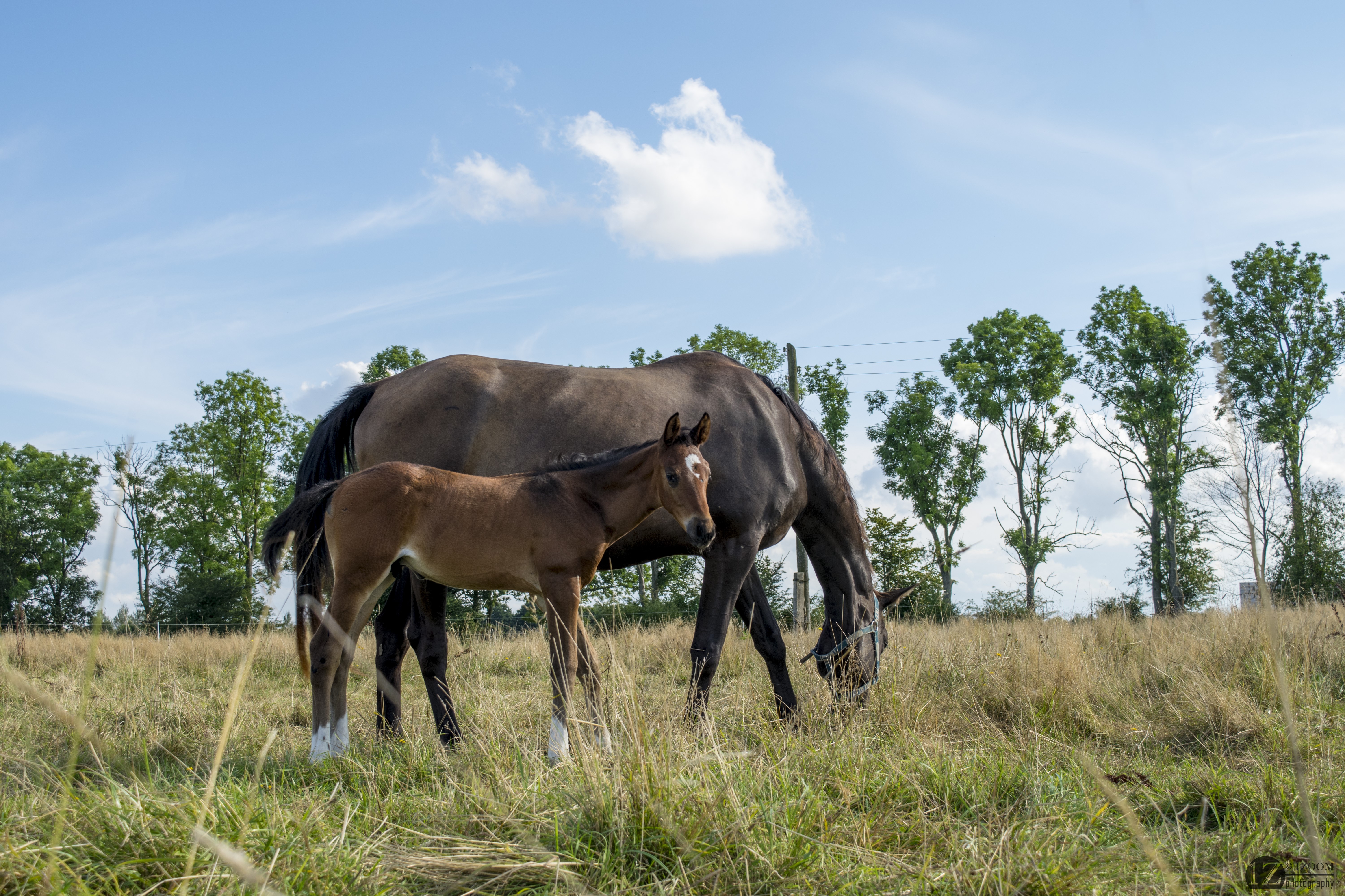 Two horses grazing in a grassy field HD Wallpaper