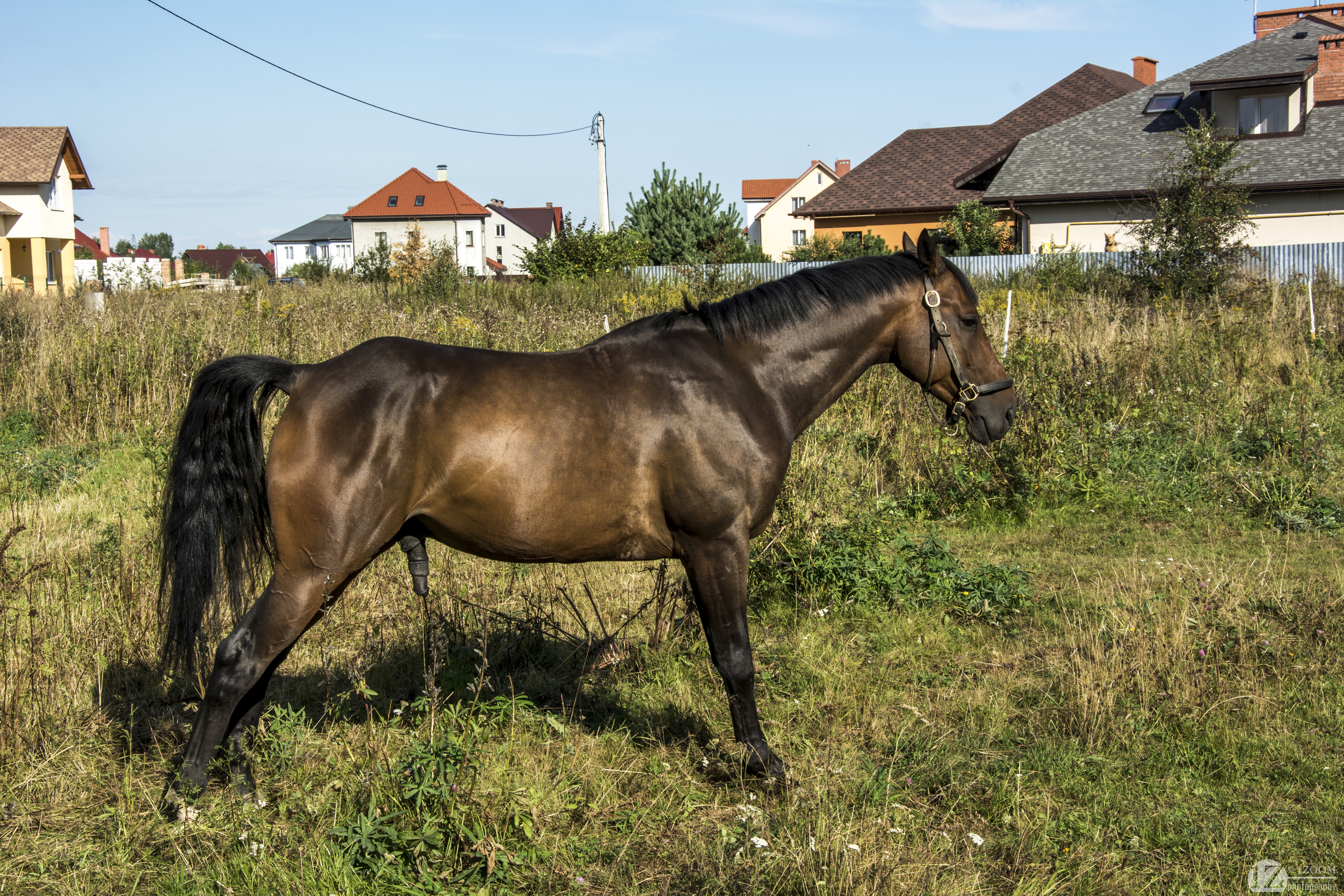 Brown horse in a grassy field with houses in the background HD Wallpaper