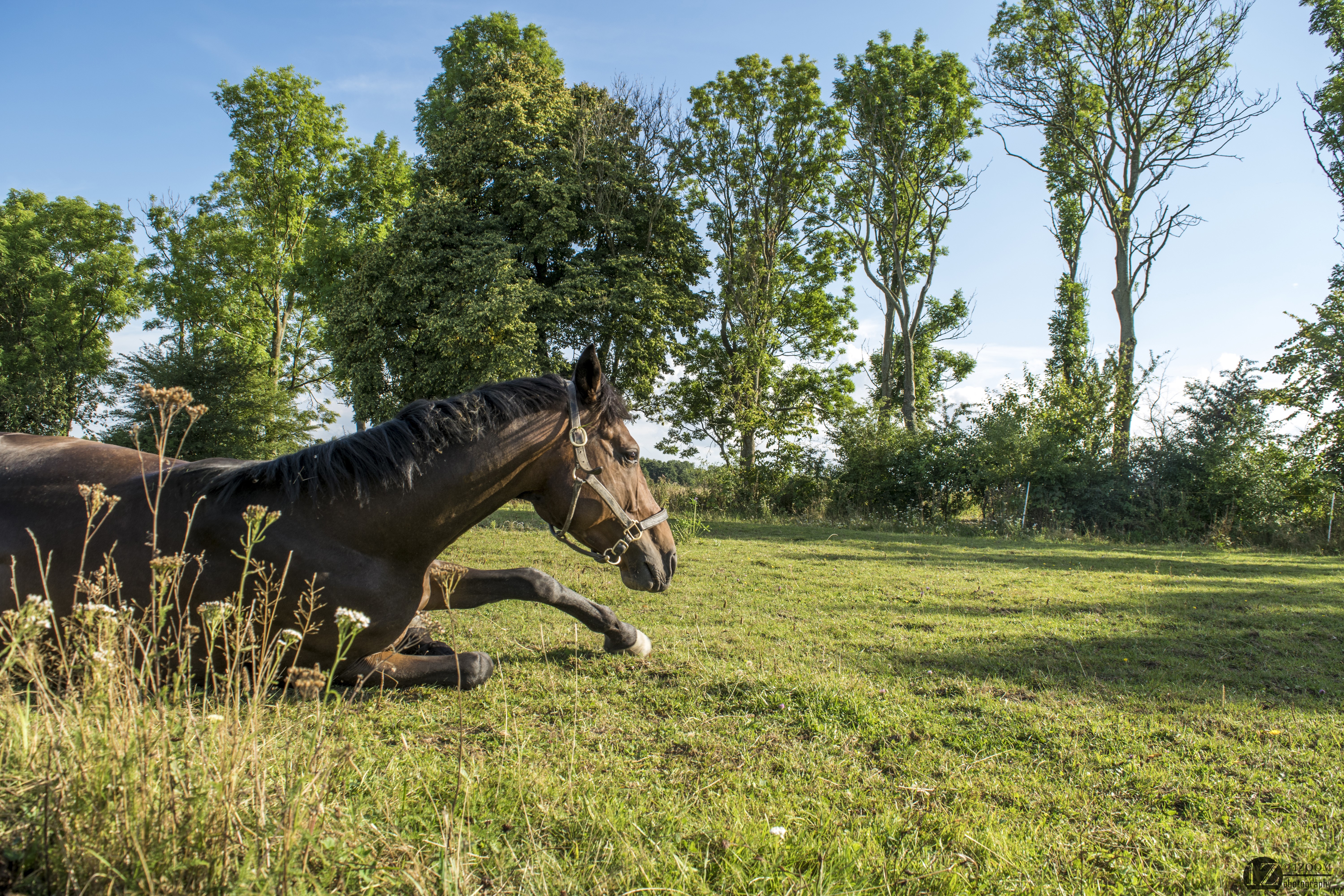 Horse lying on grass in a field HD Wallpaper