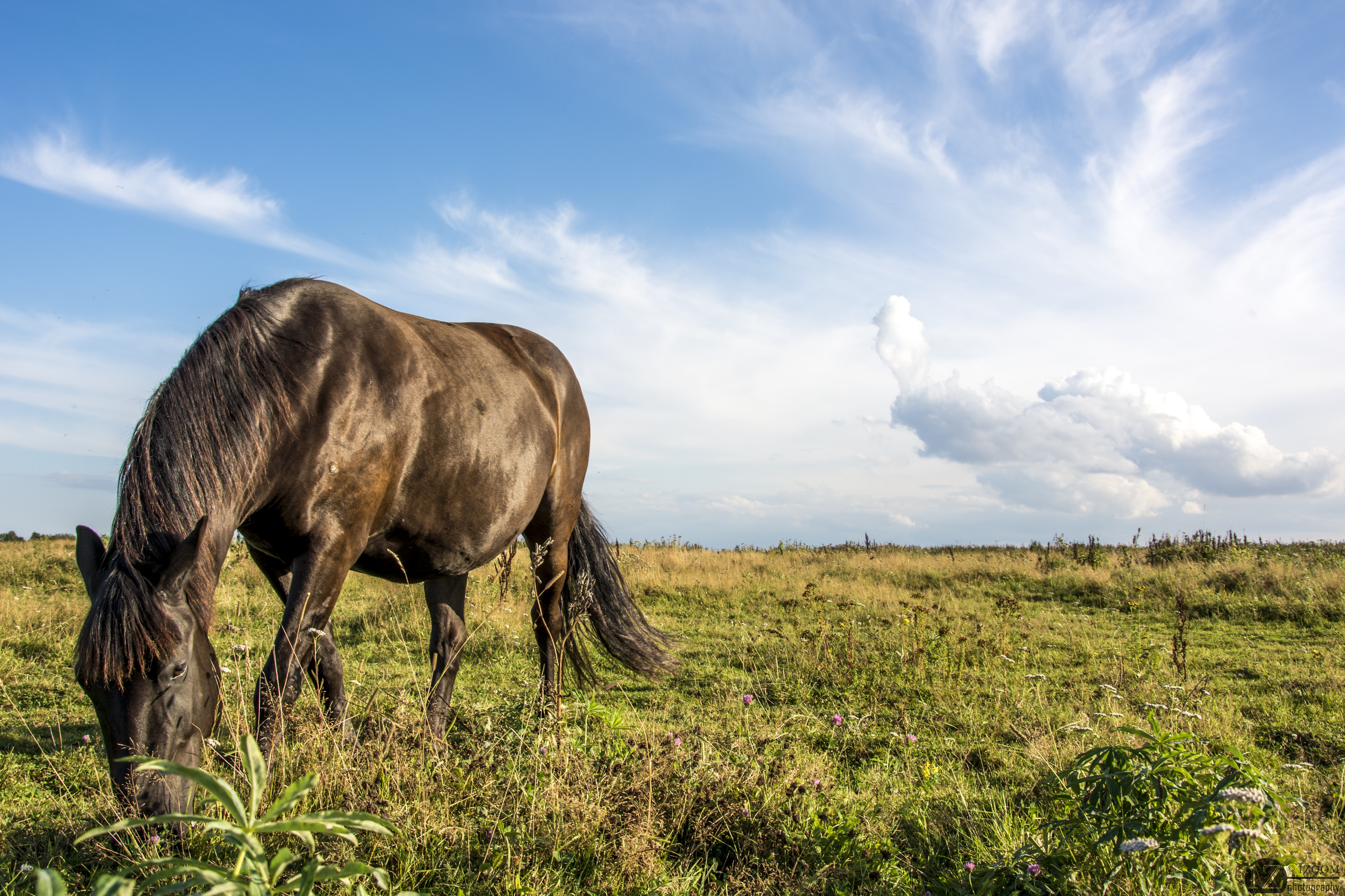 Brown horse grazing in a grassy field under a blue sky HD Wallpaper