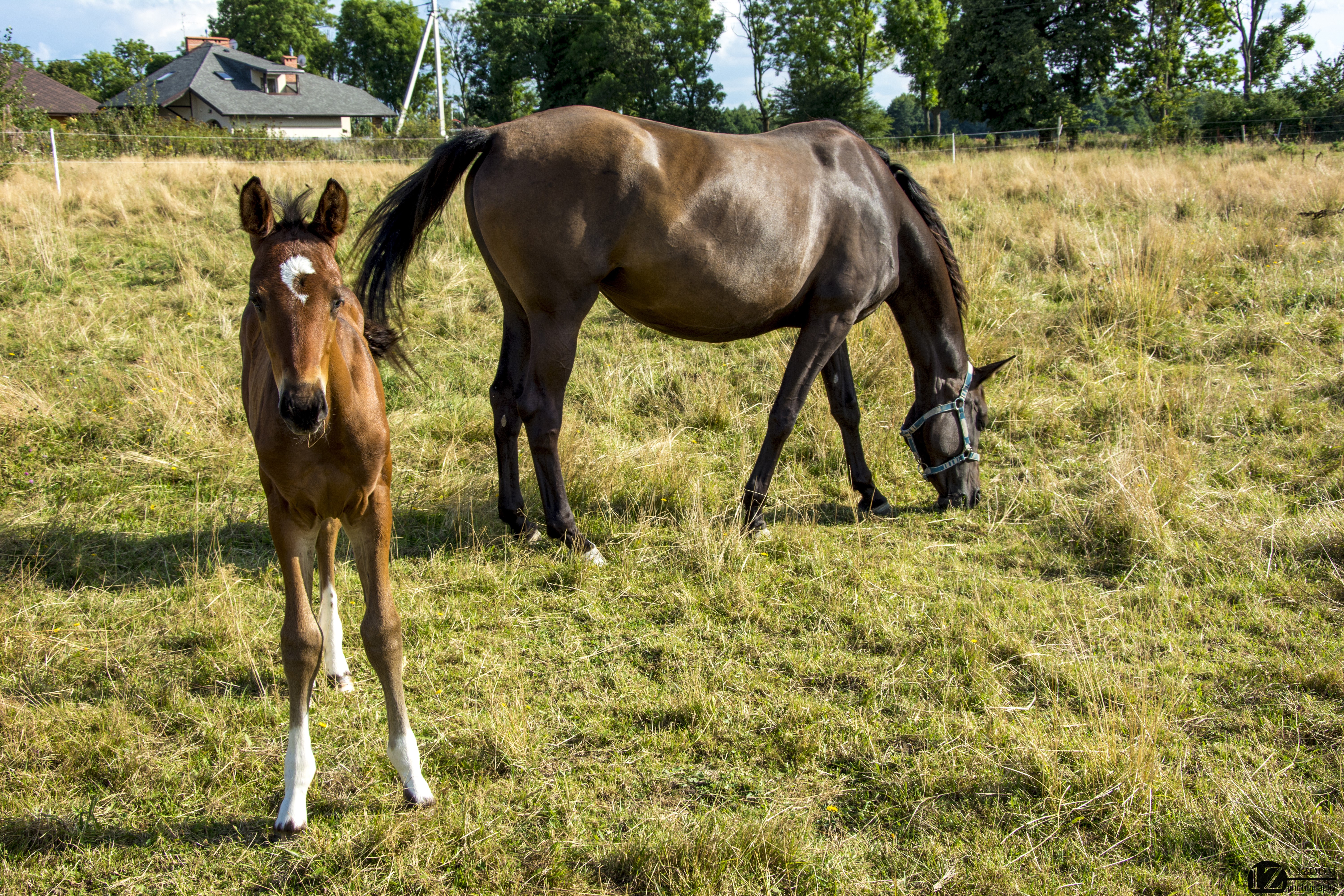 Two horses in a grassy field HD Wallpaper