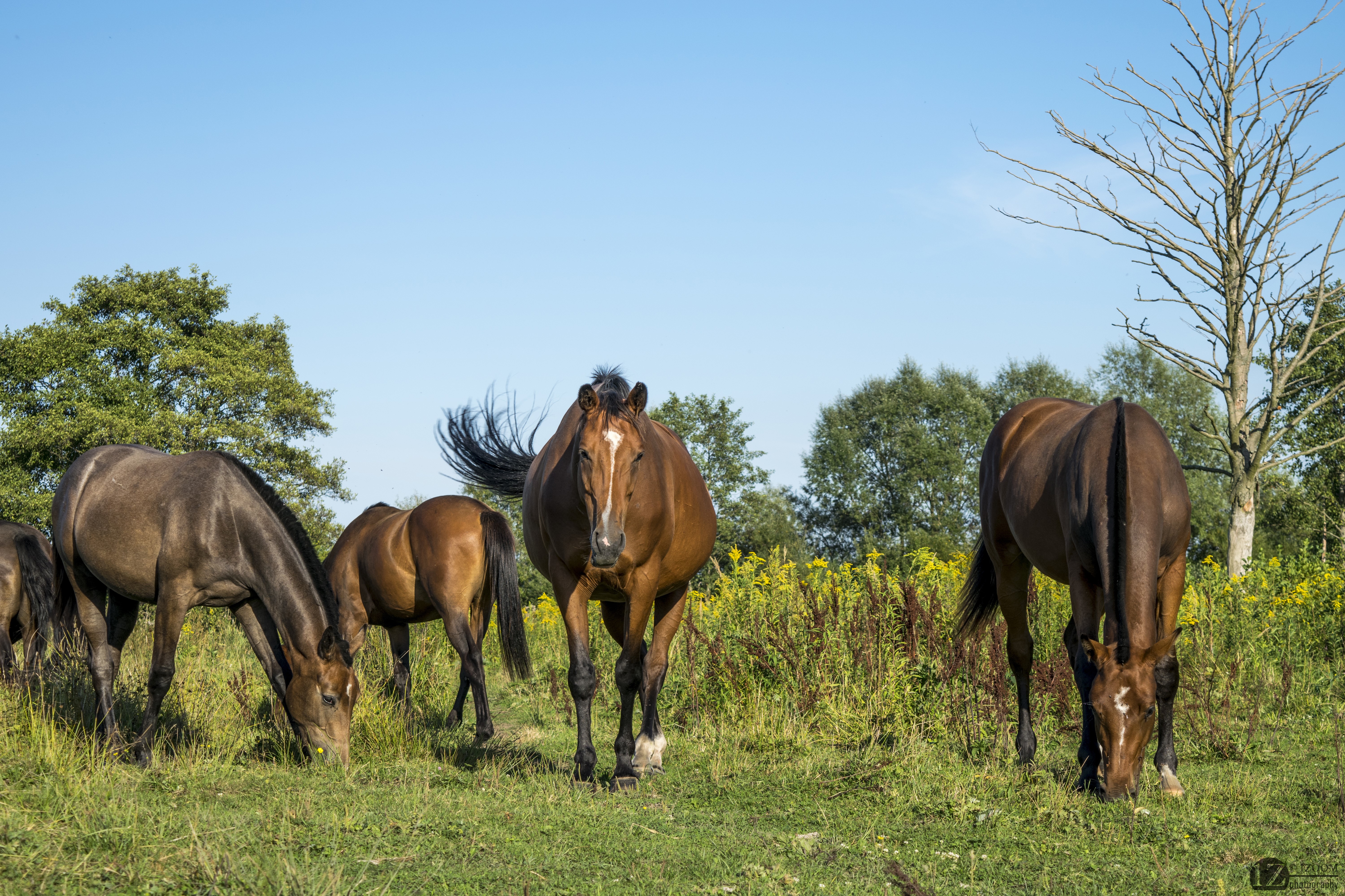 Horses grazing in a grassy field with trees HD Wallpaper