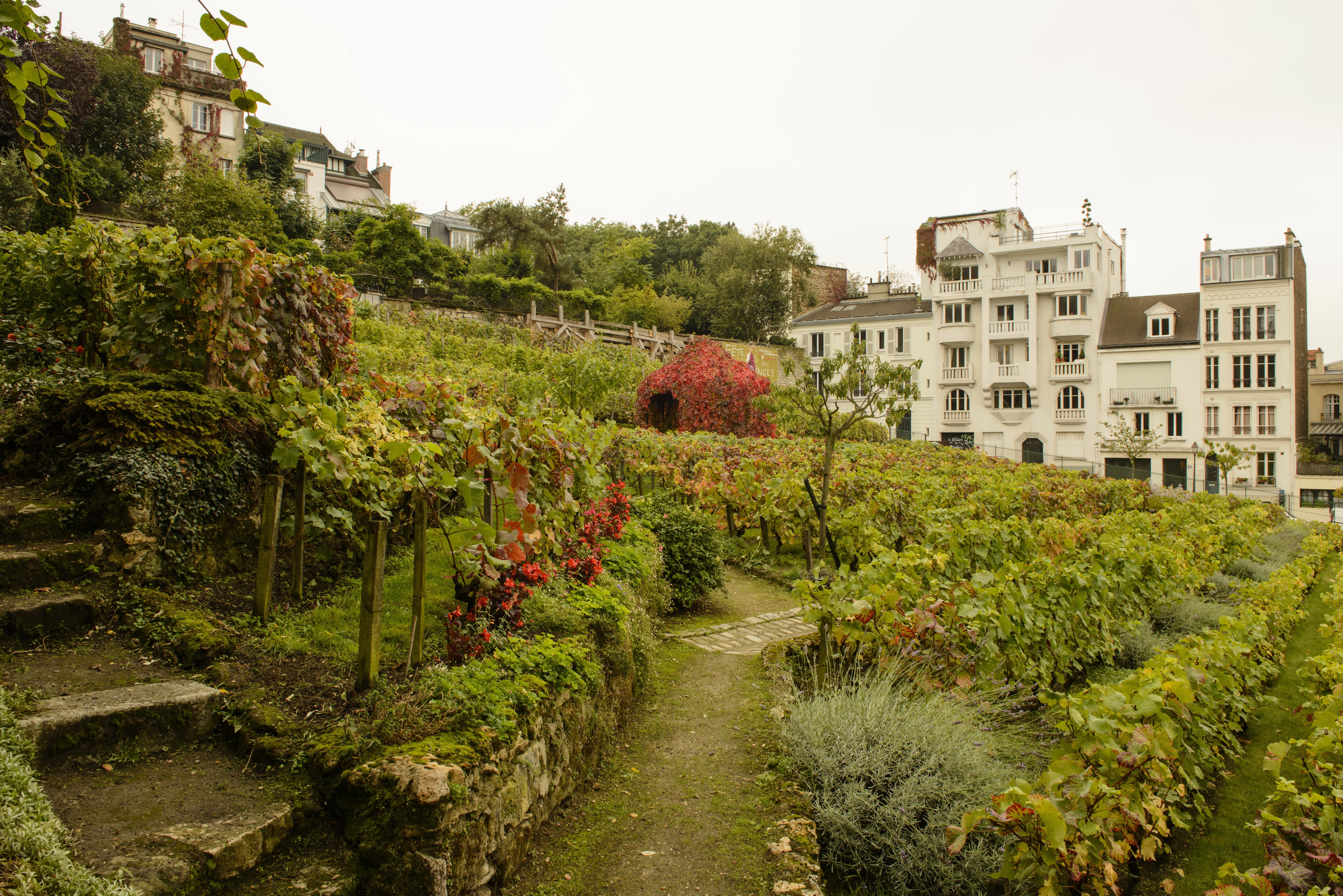 Montmartre Vineyards in Paris, France HD Wallpaper