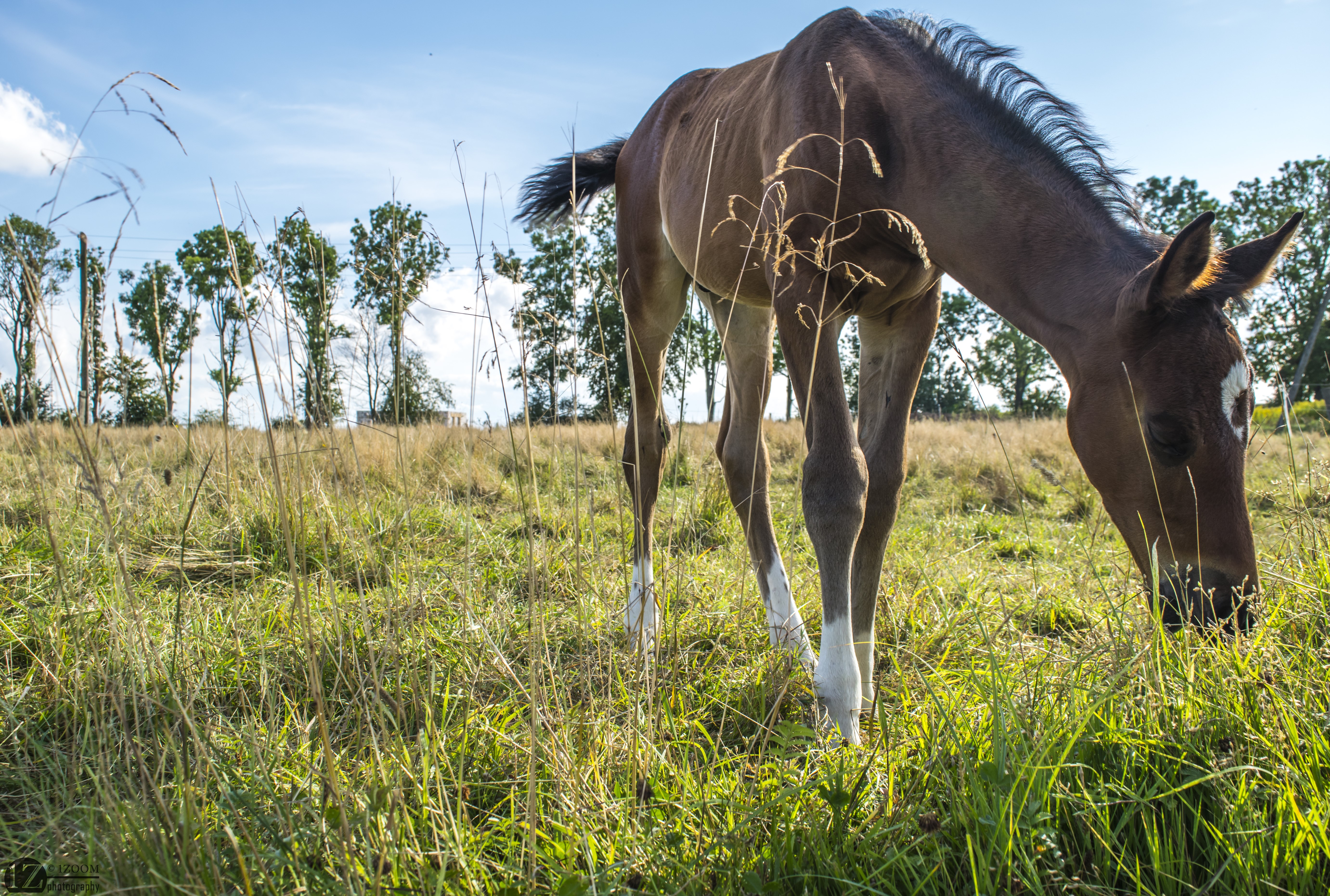 Foal grazing in a grassy field HD Wallpaper
