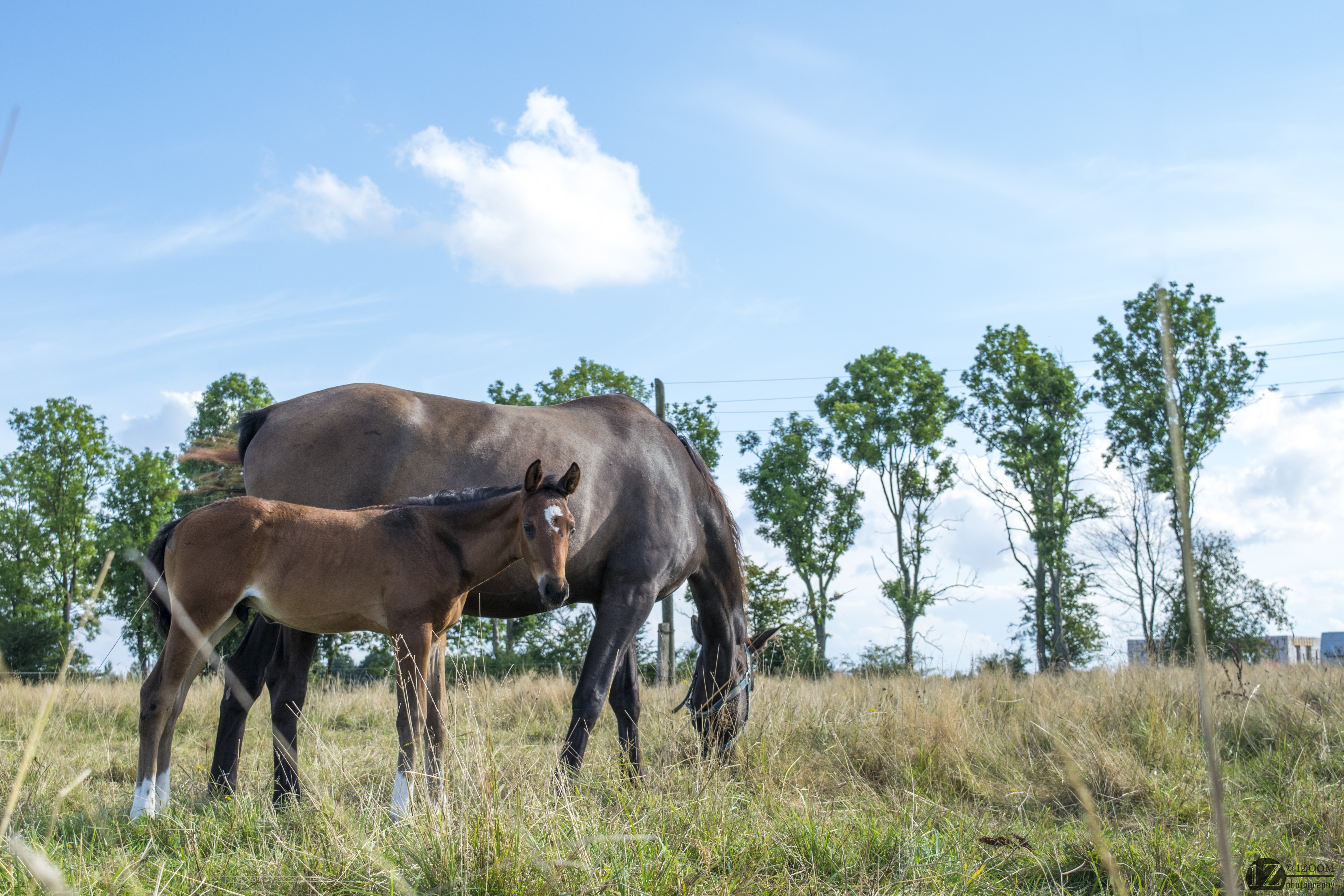 Horses in a grassy field with trees HD Wallpaper