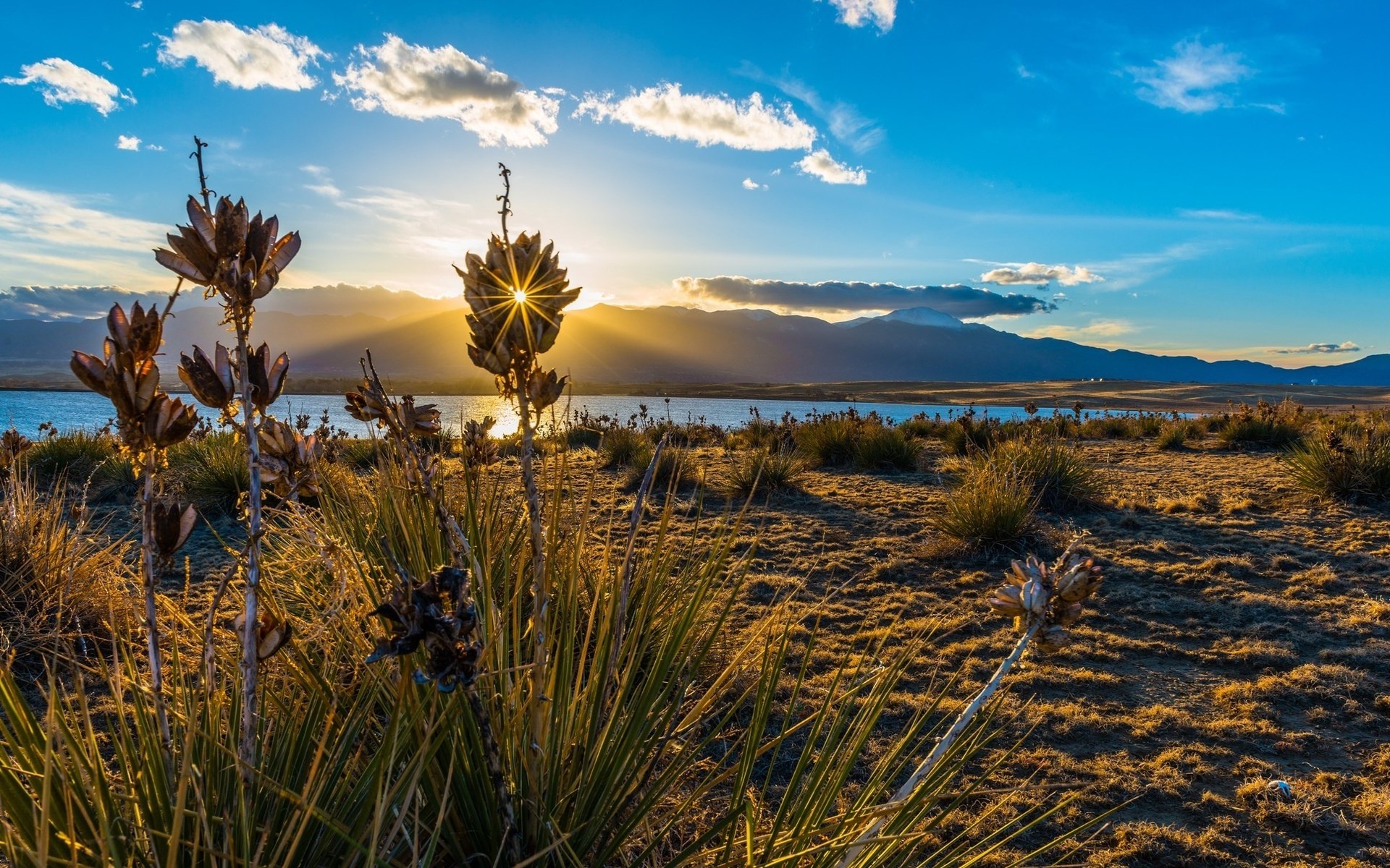 Sunset over a lake with dry plants in the foreground HD Wallpaper
