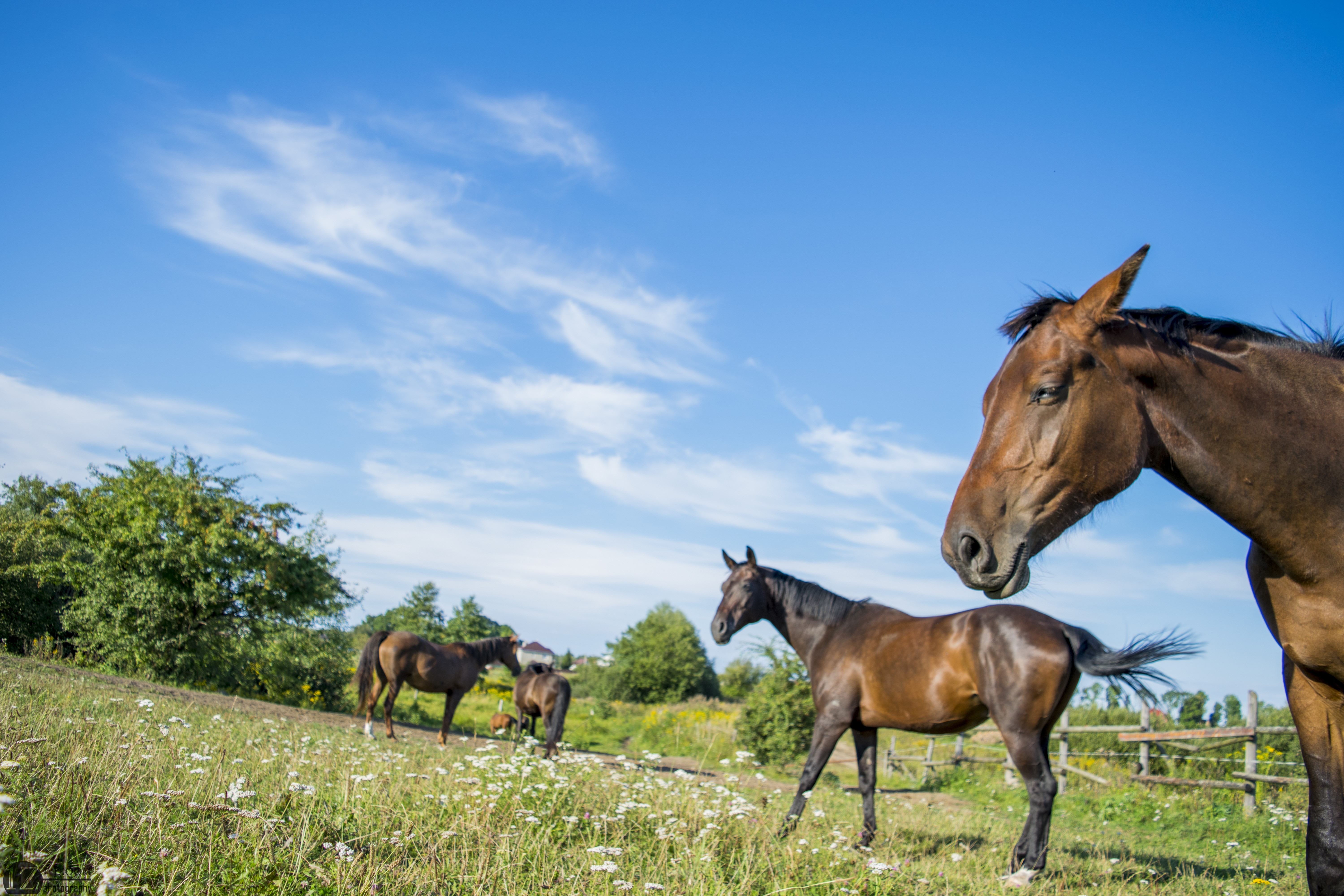 Horses in a grassy field under a blue sky HD Wallpaper