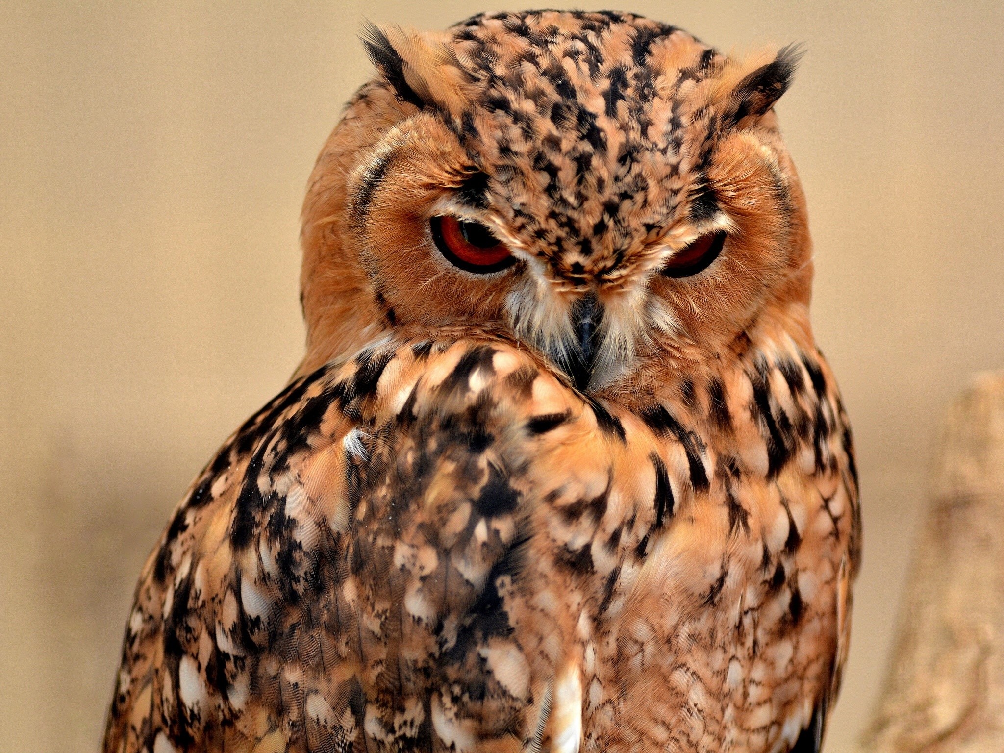 Pharaoh Eagle Owl with striking red eyes HD Wallpaper