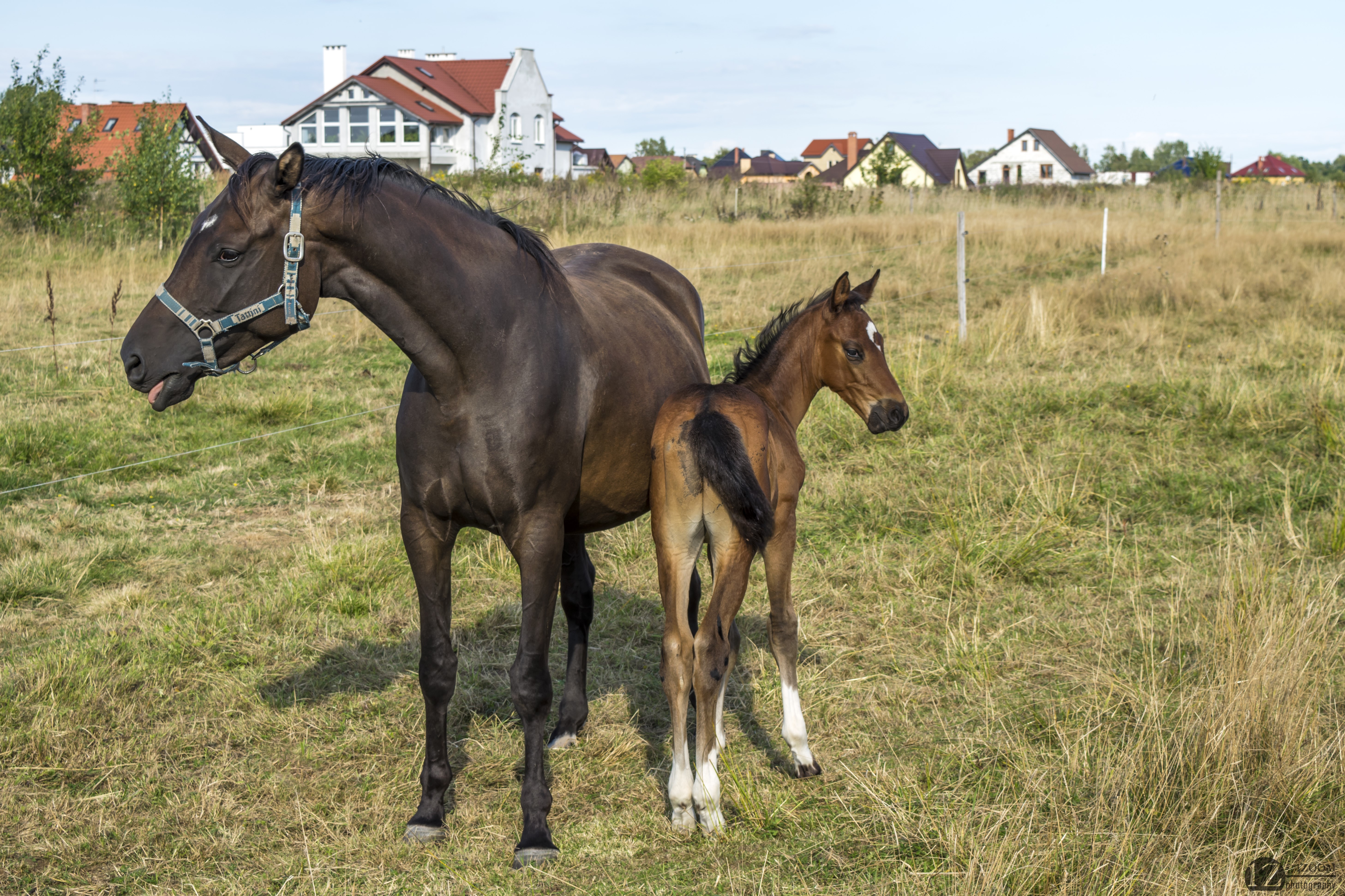 Two horses in a field with houses in the background HD Wallpaper