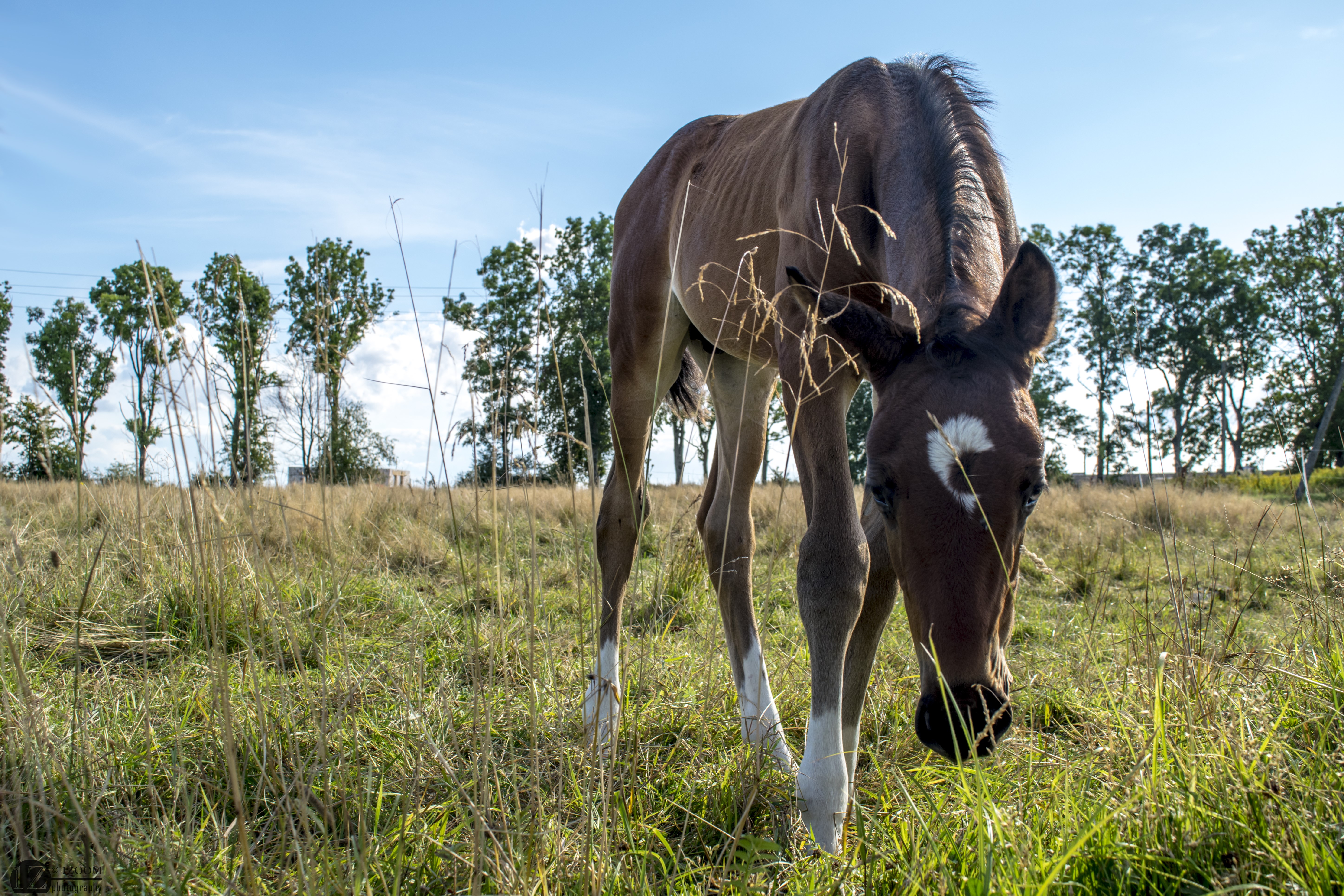 A young foal grazes in a grassy field HD Wallpaper