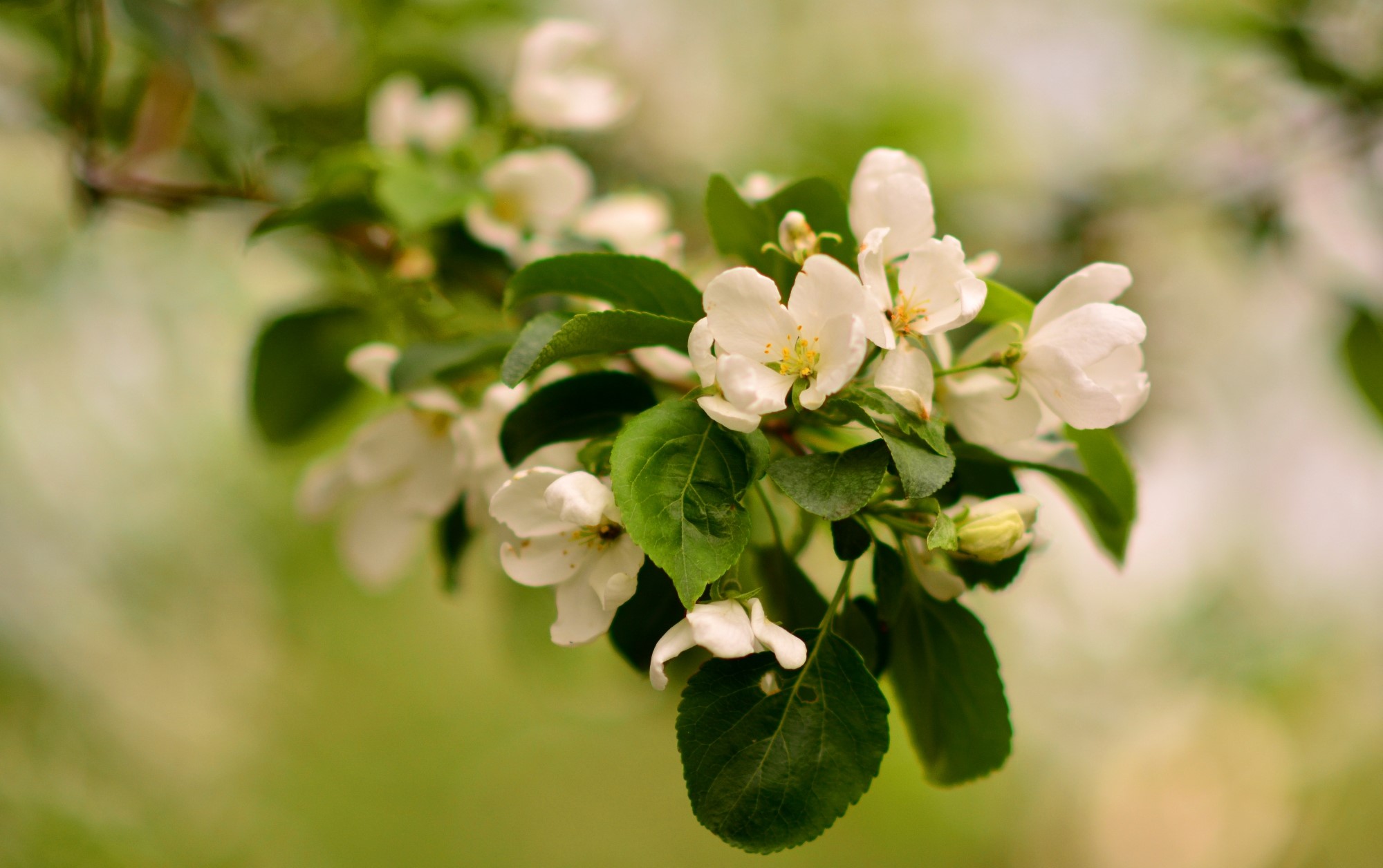 White apple blossoms on a branch HD Wallpaper