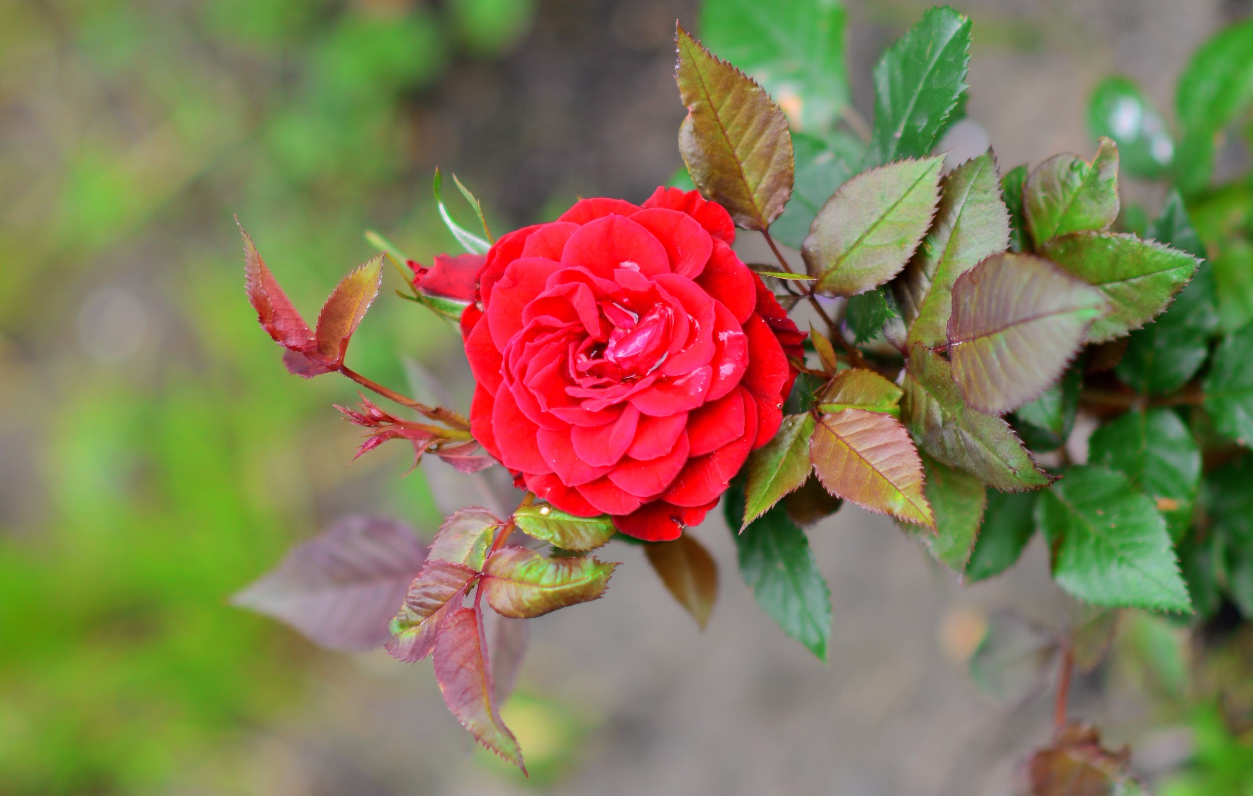 Red rose with green and red leaves HD Wallpaper