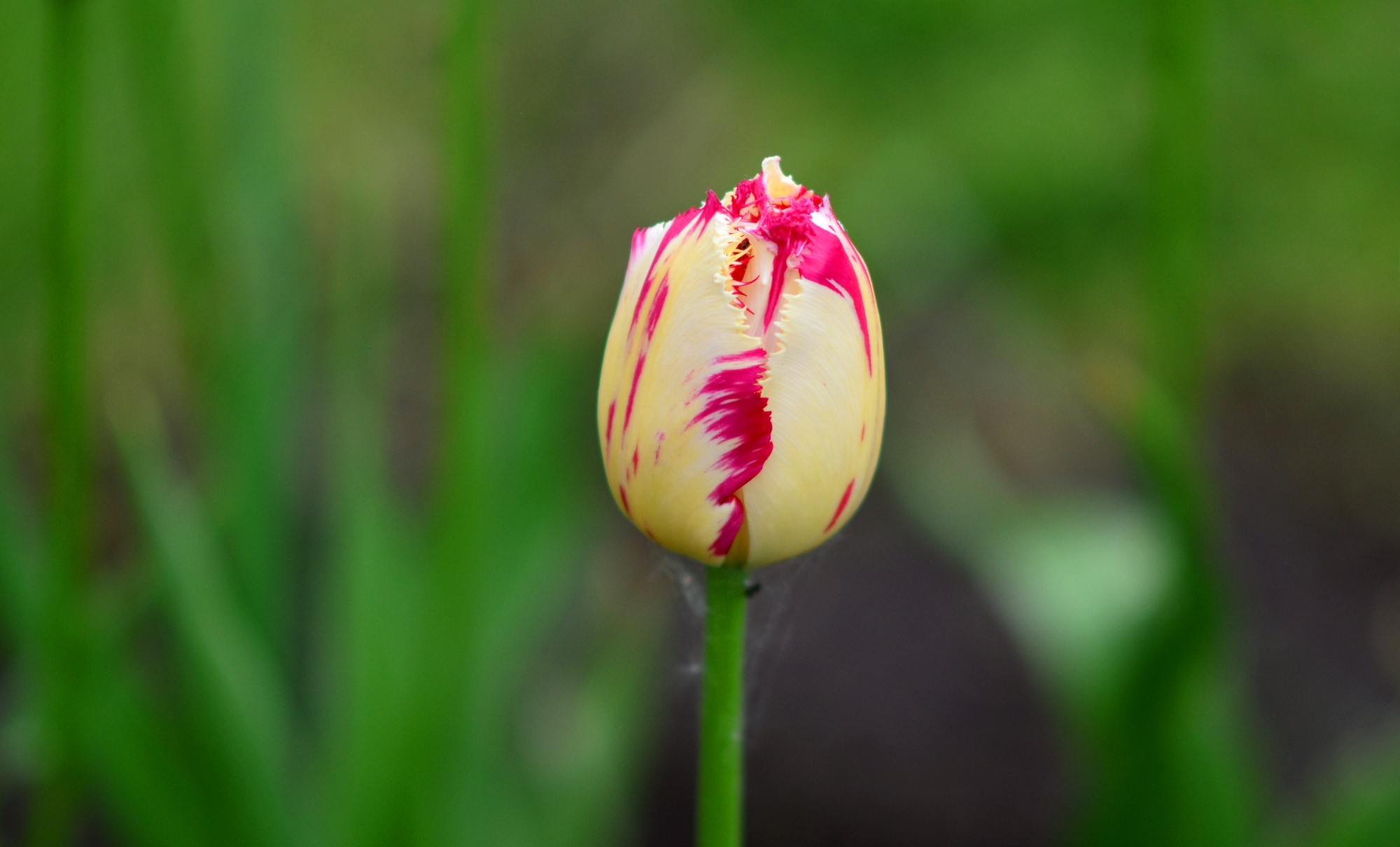 Yellow and pink tulip flower HD Wallpaper
