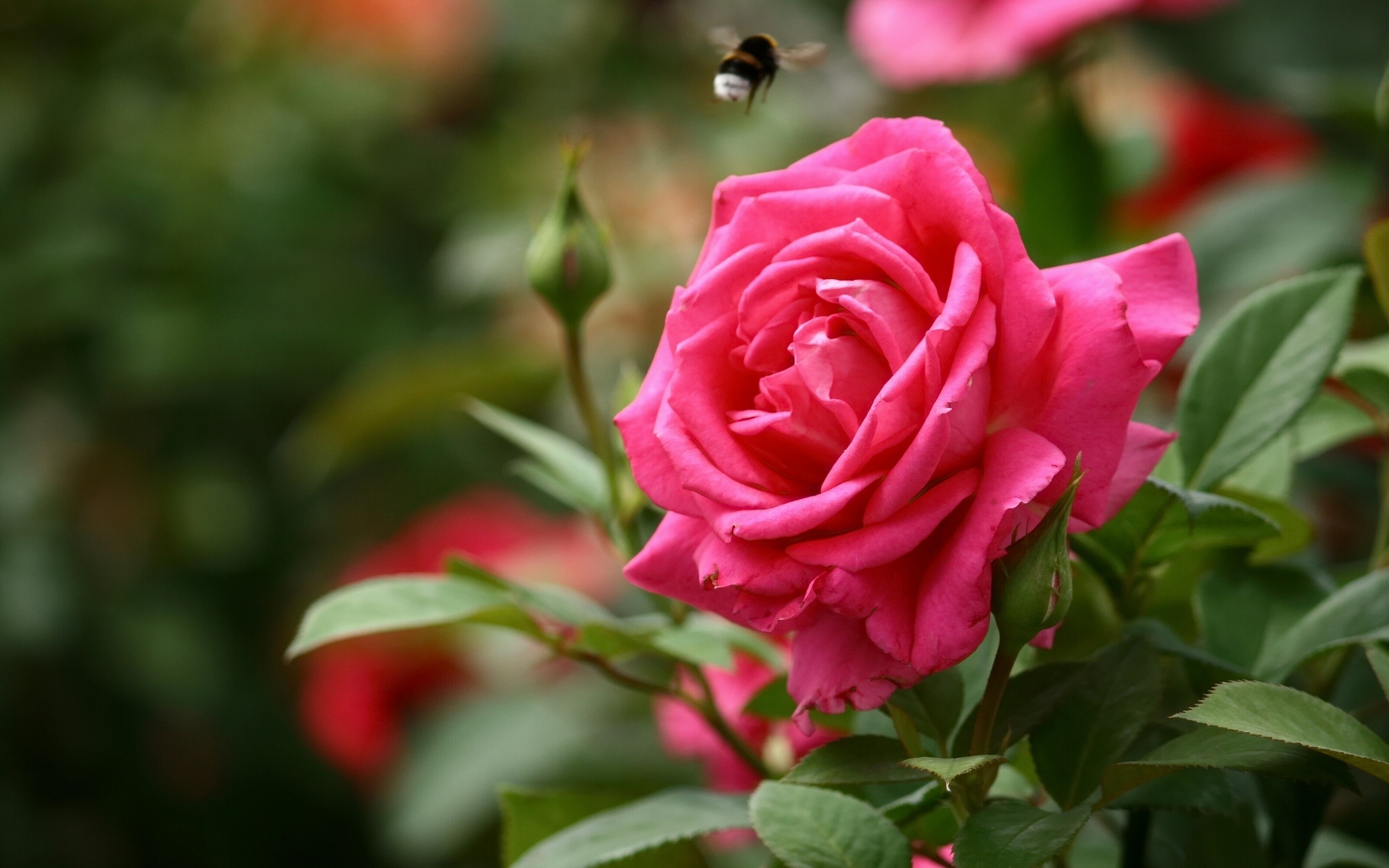 Pink rose with a bee flying nearby HD Wallpaper