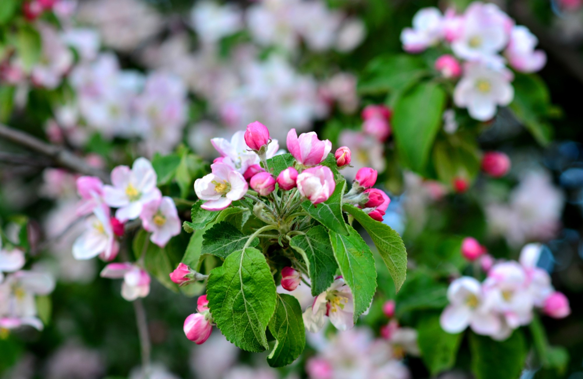 Pink and white apple blossoms on a branch HD Wallpaper