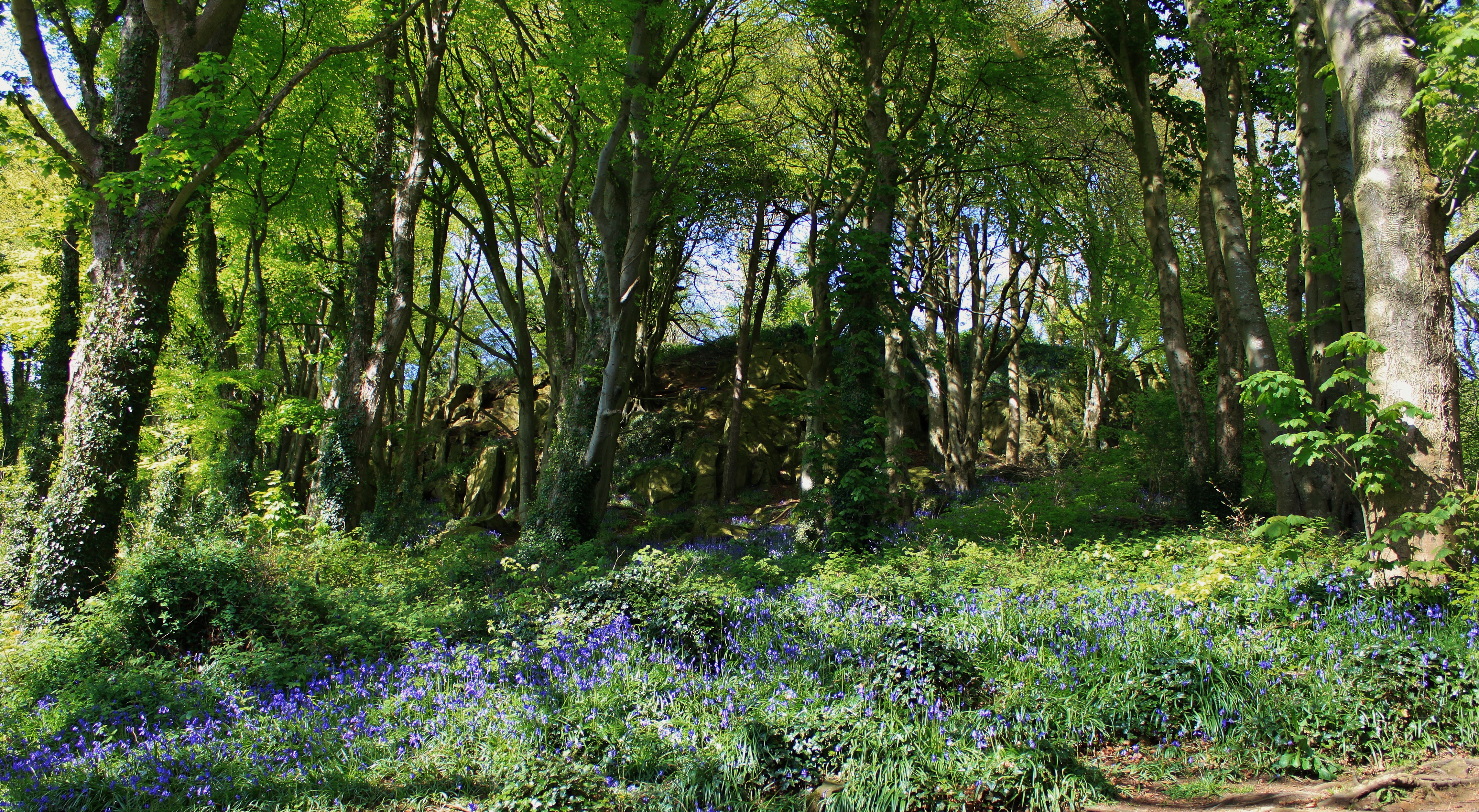4K Scrabo Country Park Ireland Trees Grass HD Wallpaper
