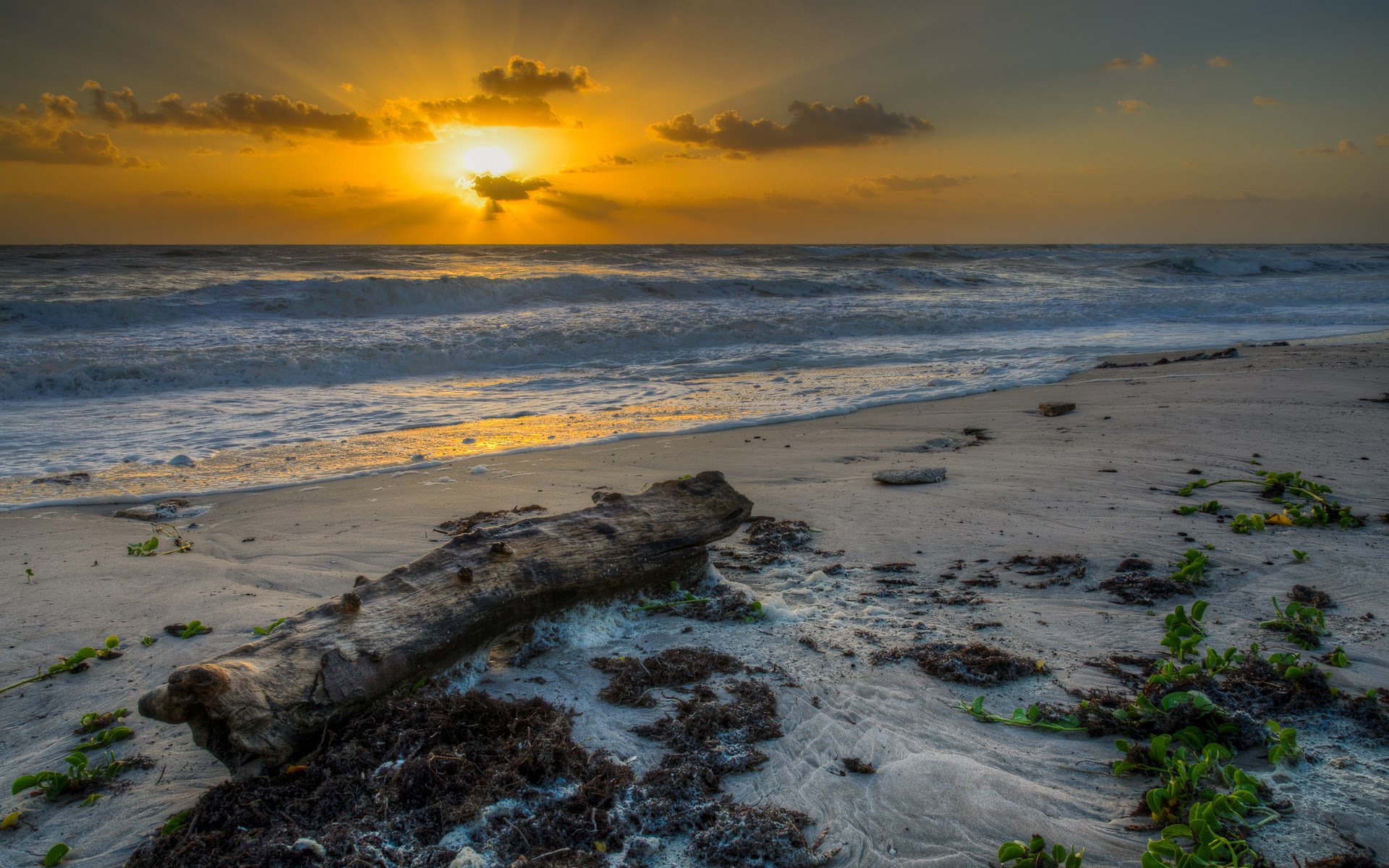 Sunset over the ocean with driftwood on the beach HD Wallpaper