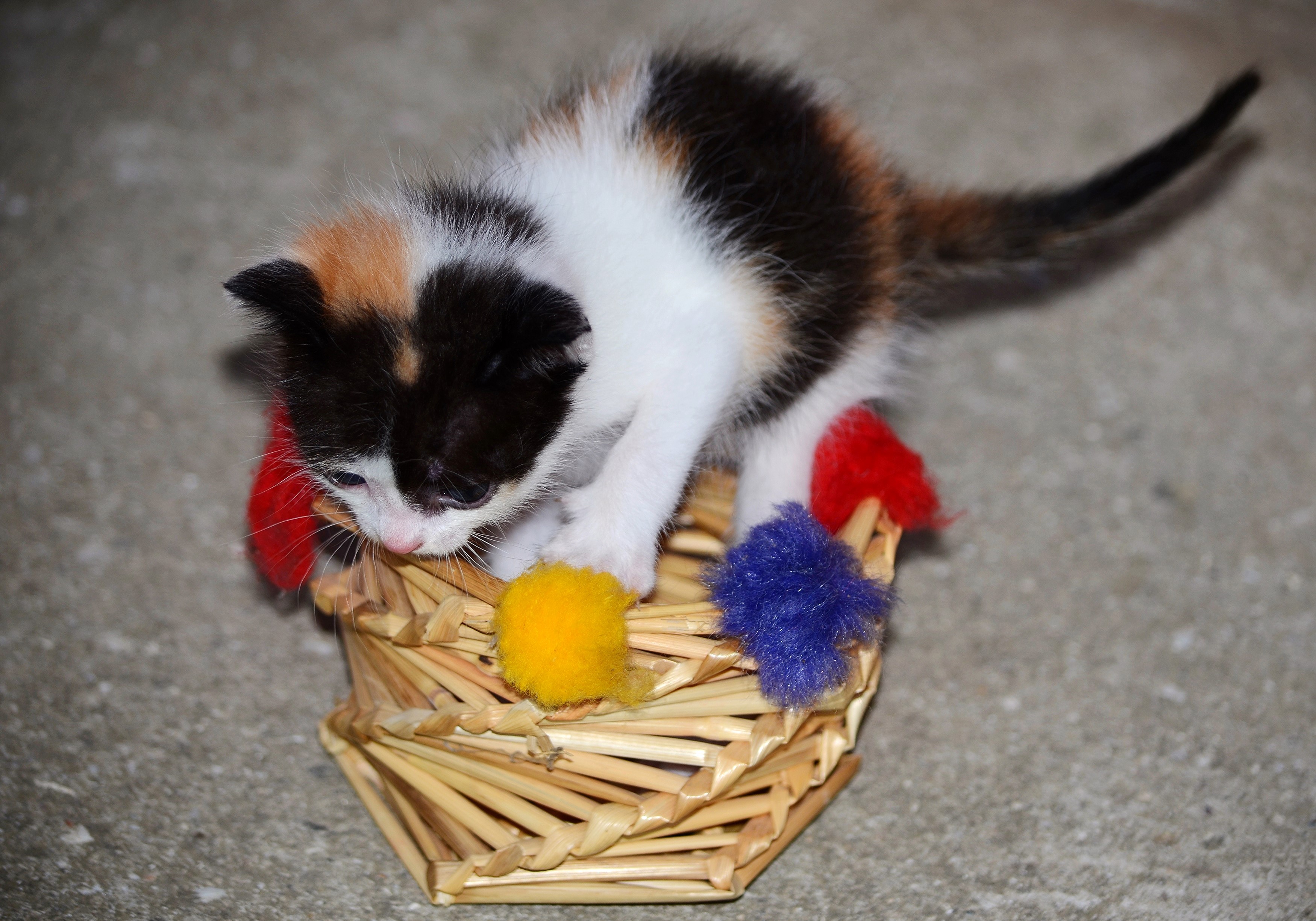 Calico kitten playing in a wicker basket with pom-poms HD Wallpaper