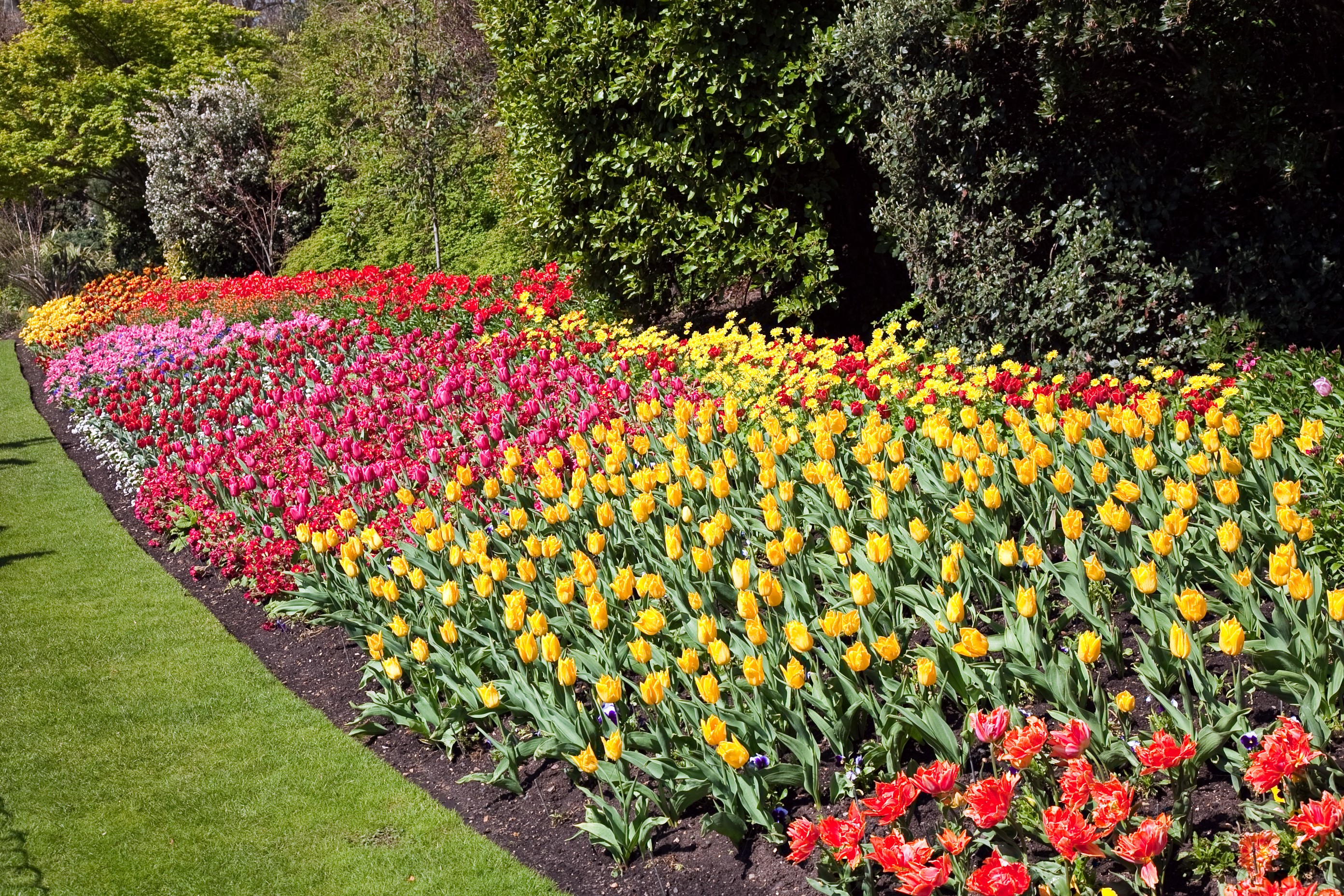 A garden bed filled with colorful tulips HD Wallpaper
