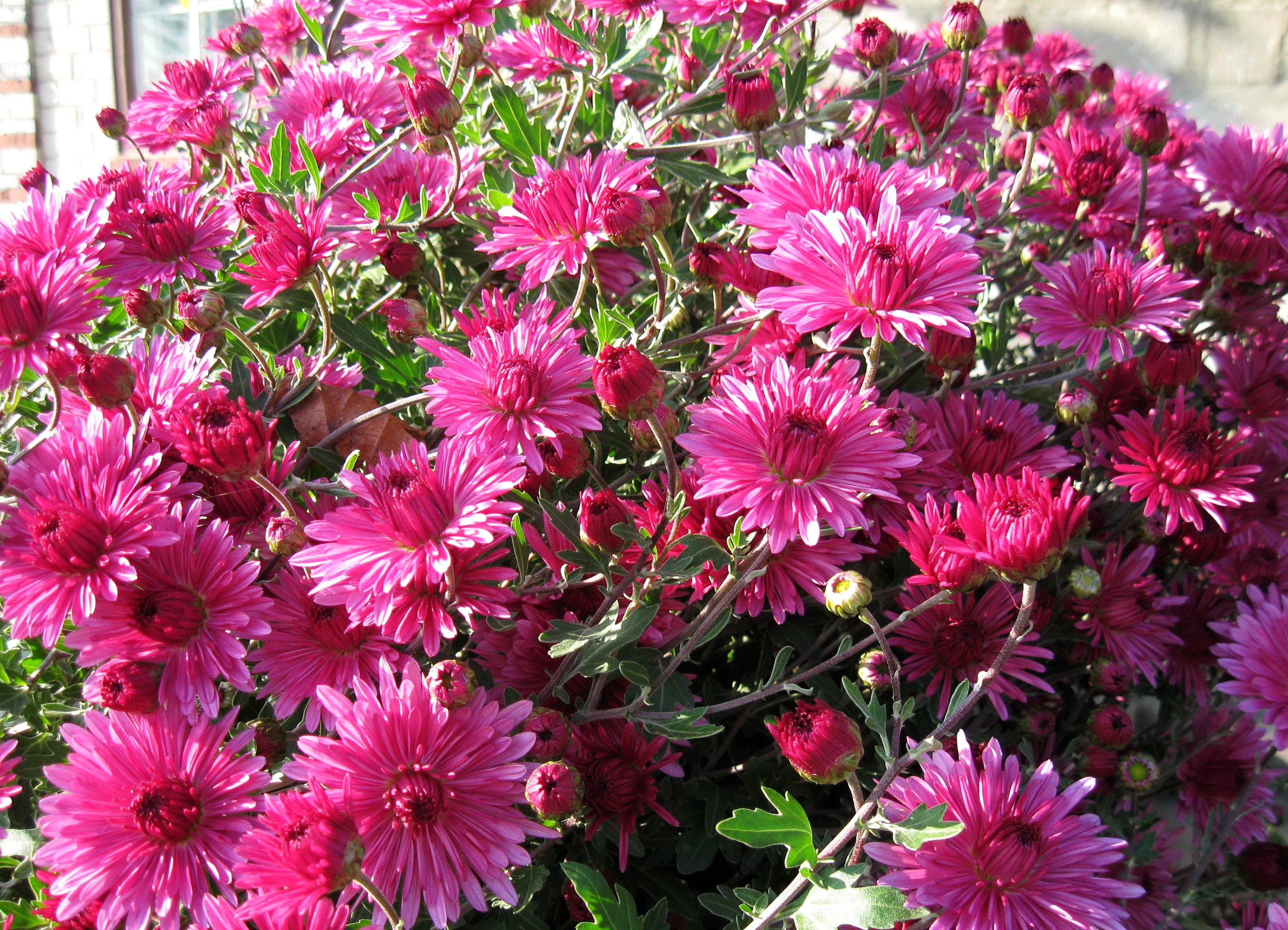 Close-up of vibrant pink chrysanthemums HD Wallpaper