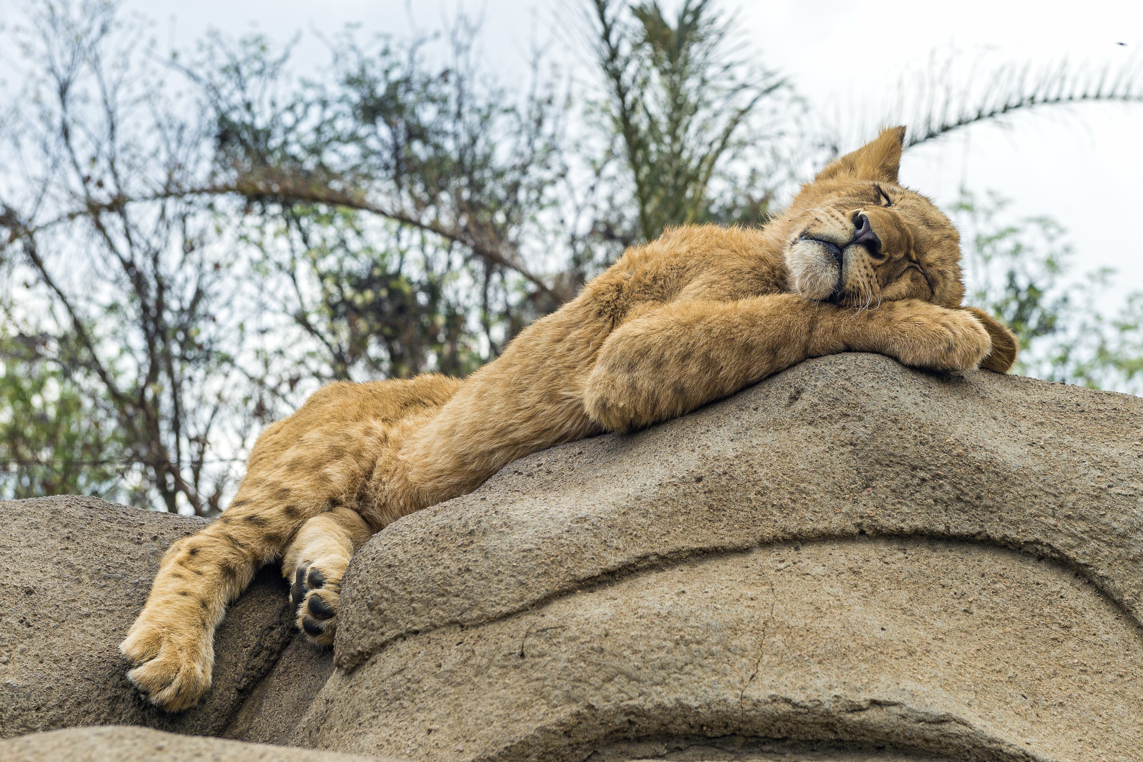 Lion cub sleeping on a rock HD Wallpaper